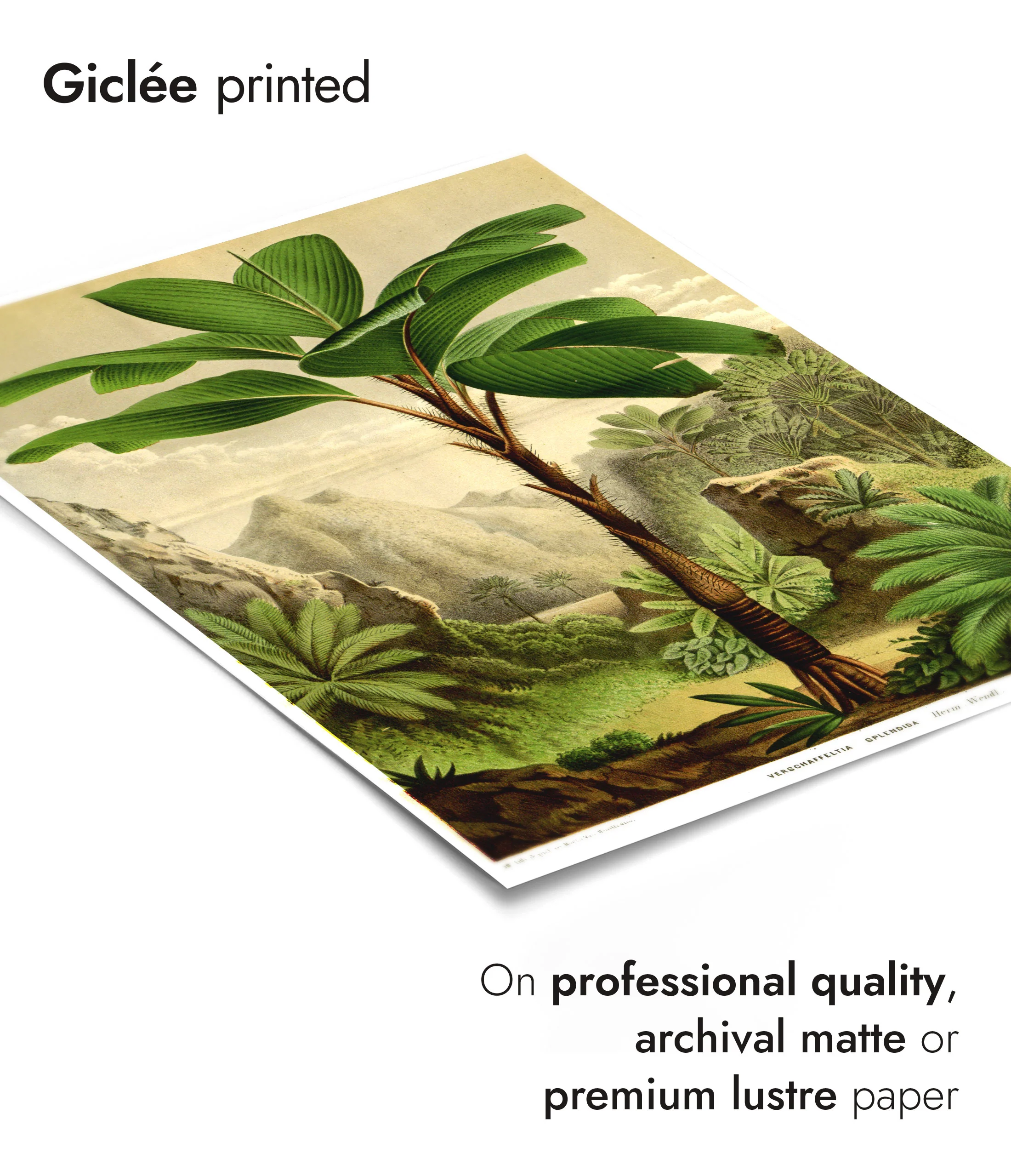 Botanical Trees - Set of 3 - Image 10
