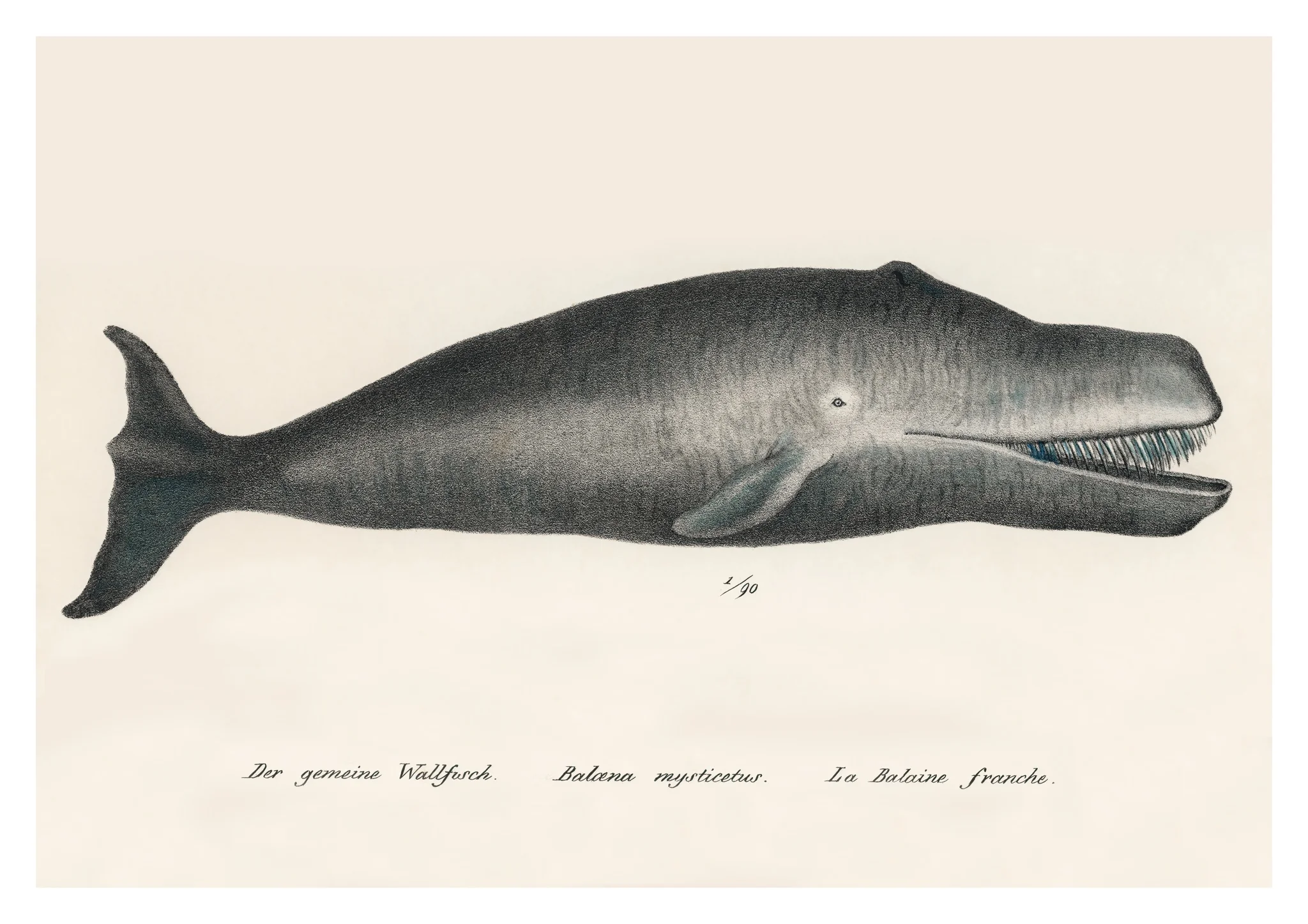 Bowhead Whale