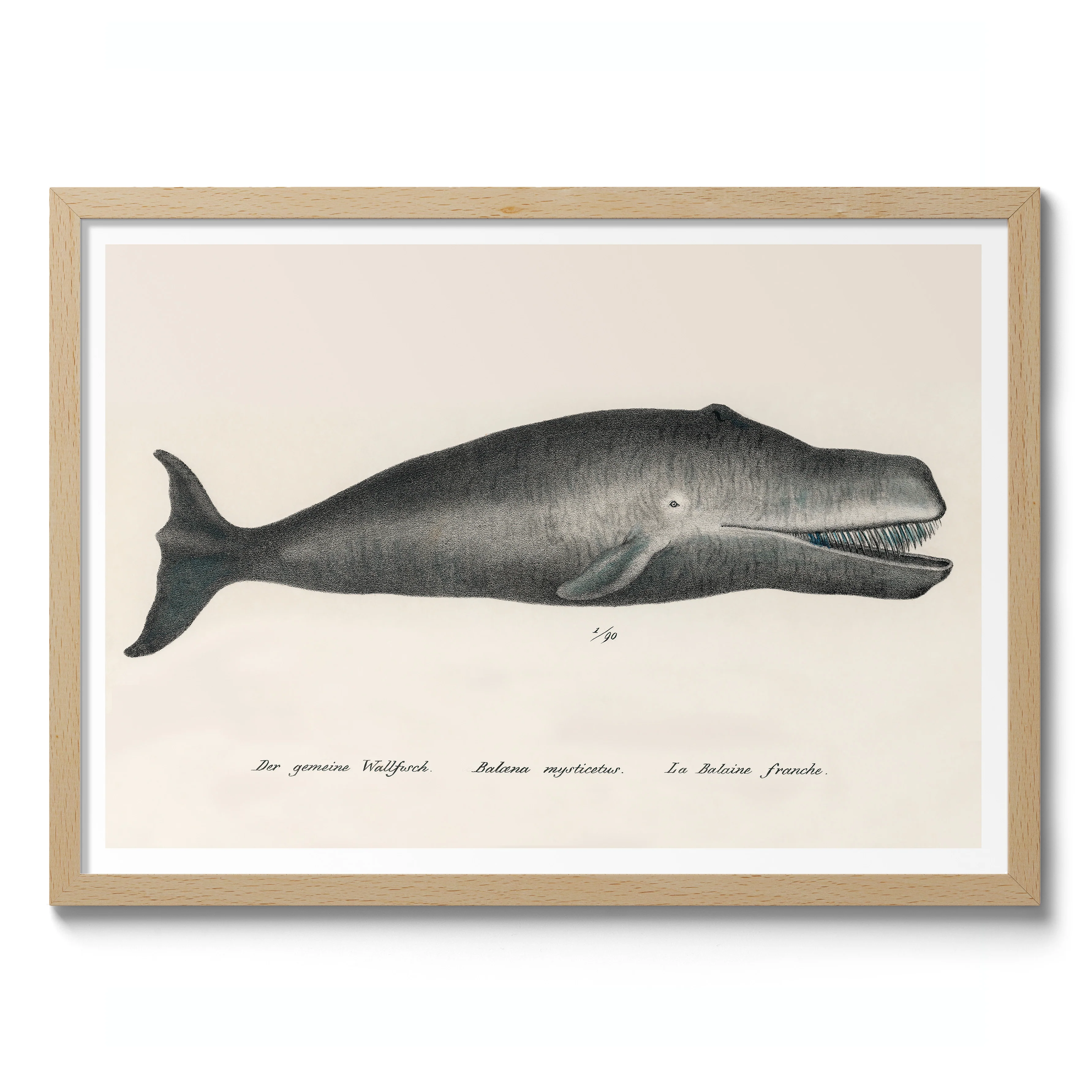 Bowhead Whale - Image 3