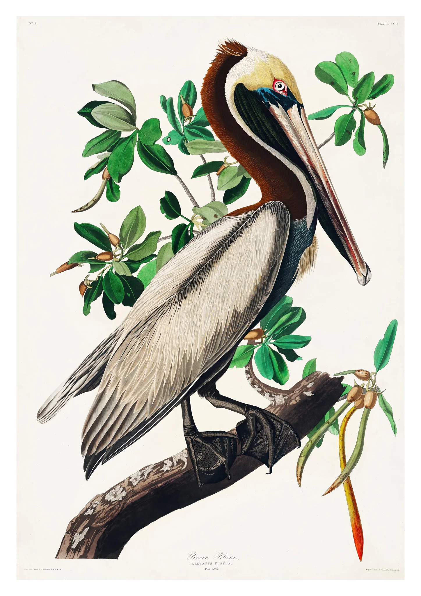 Brown Pelican