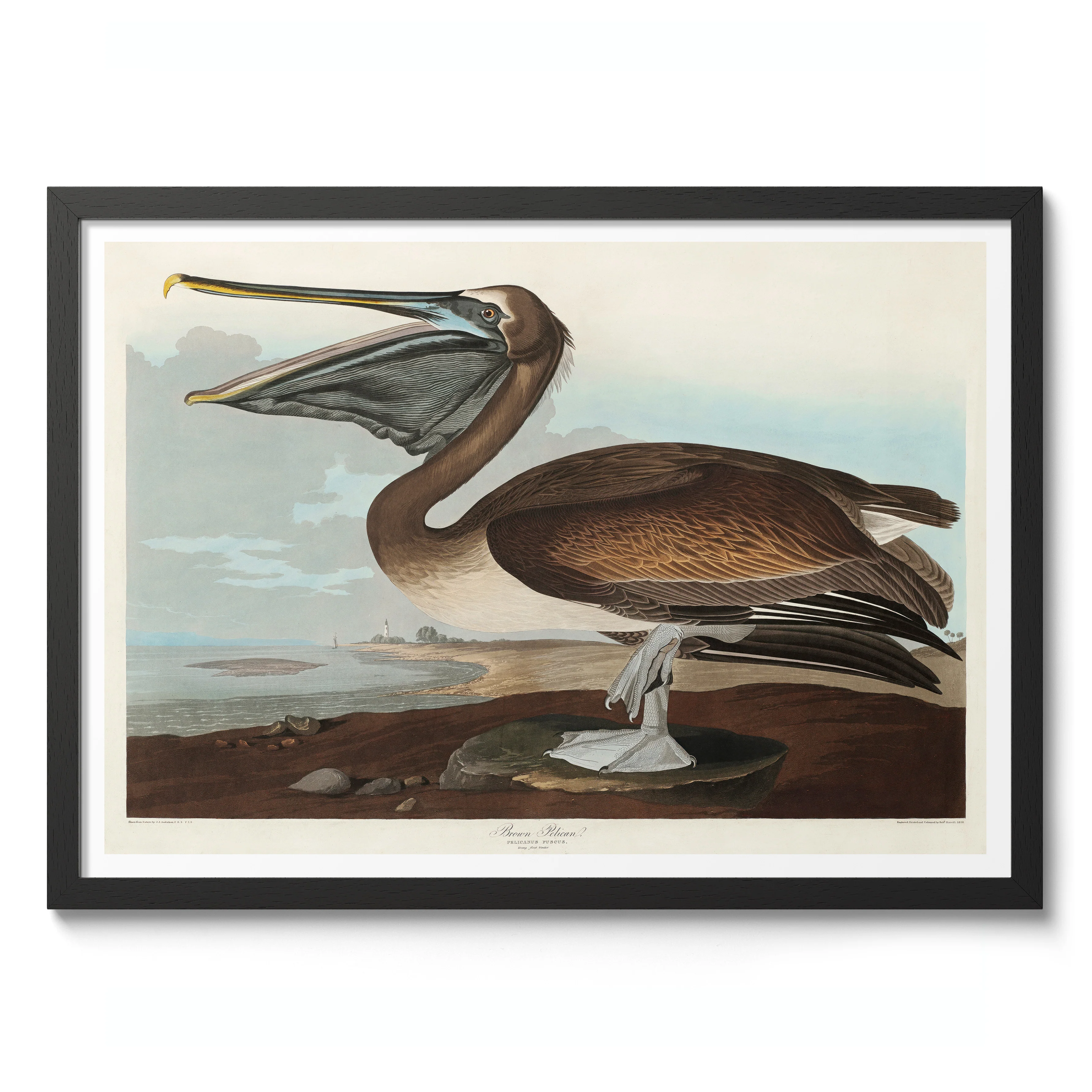 Brown Pelican - Image 2