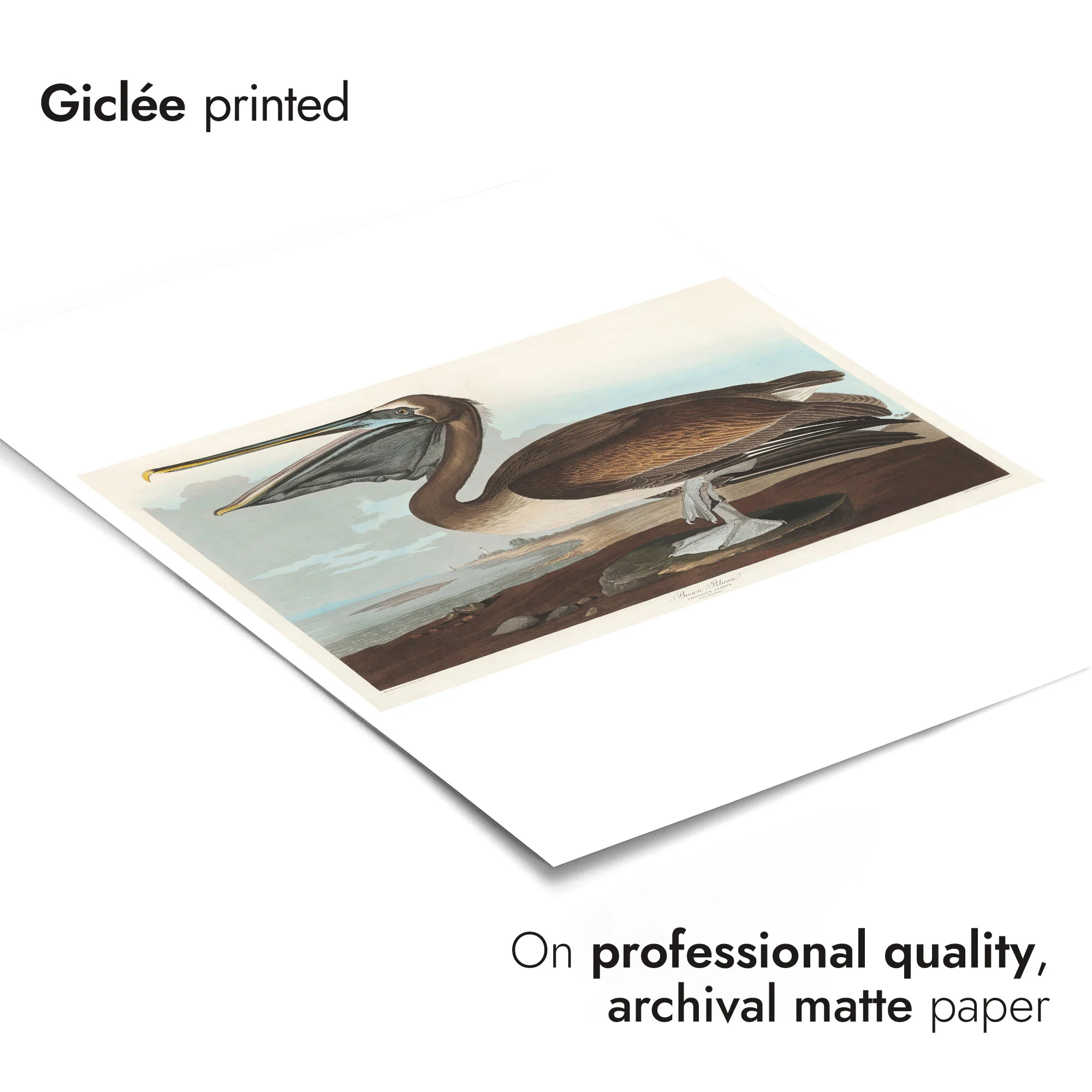 Brown Pelican - Image 6