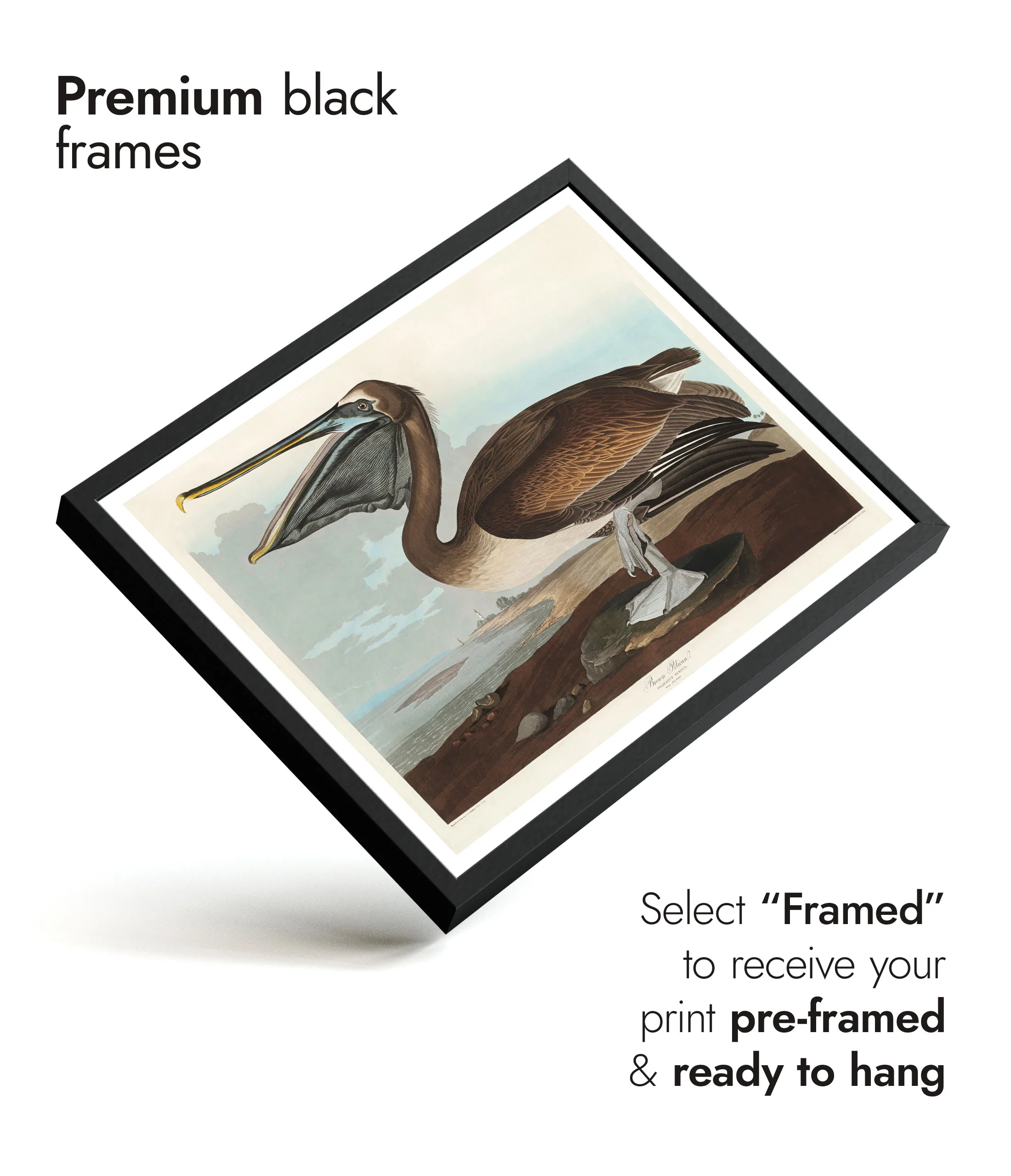 Brown Pelican - Image 7