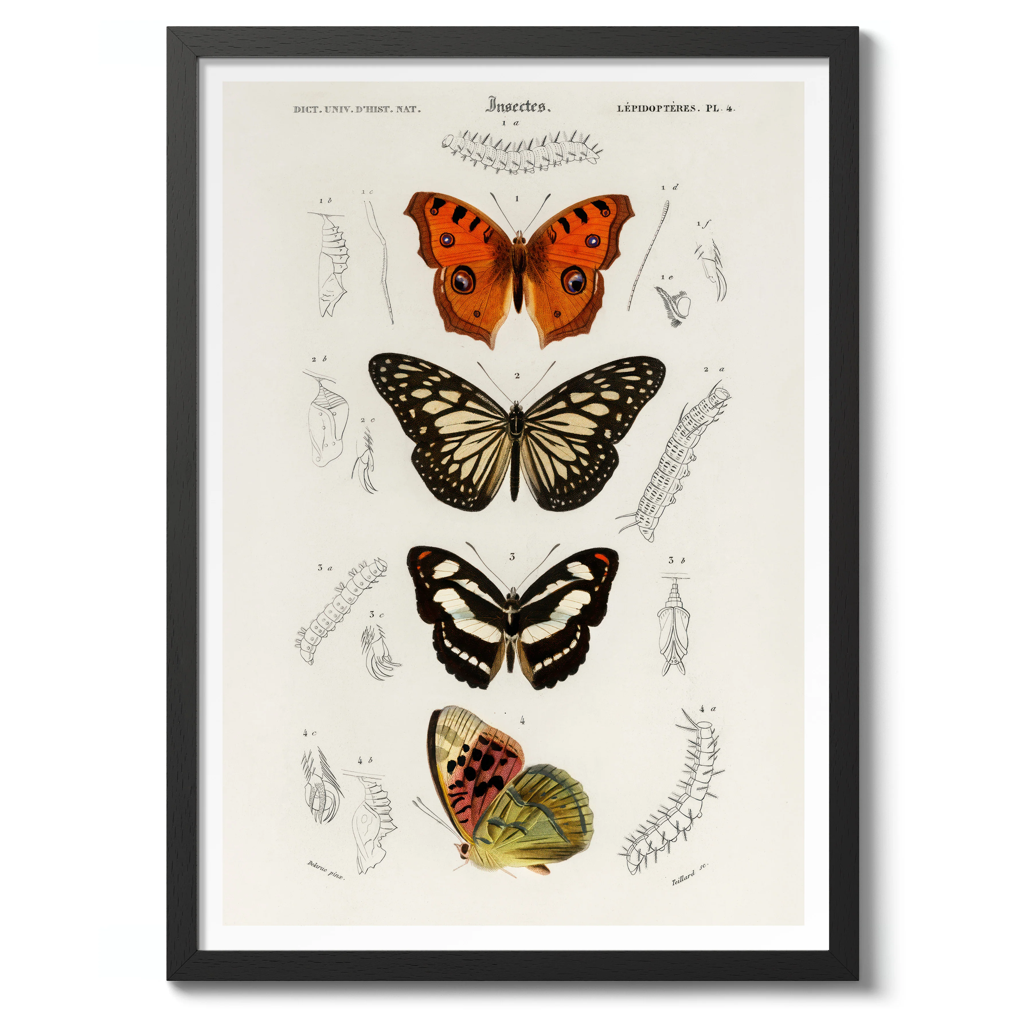 Butterflies - Image 2