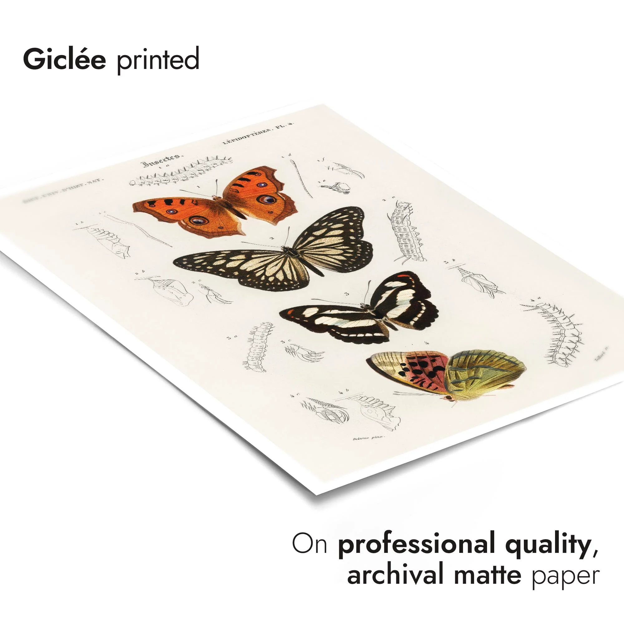 Butterflies - Image 6