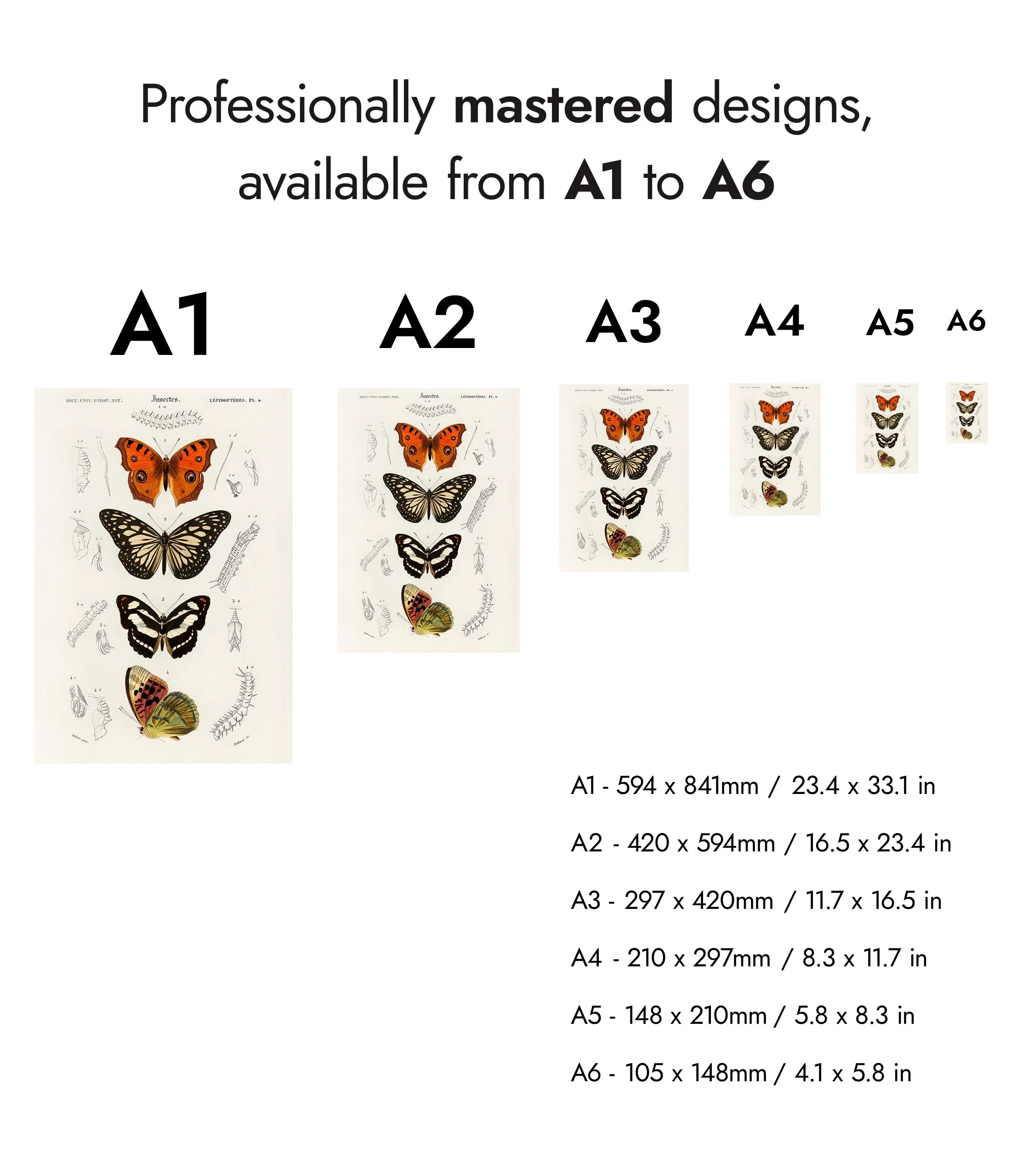 Butterflies - Image 8