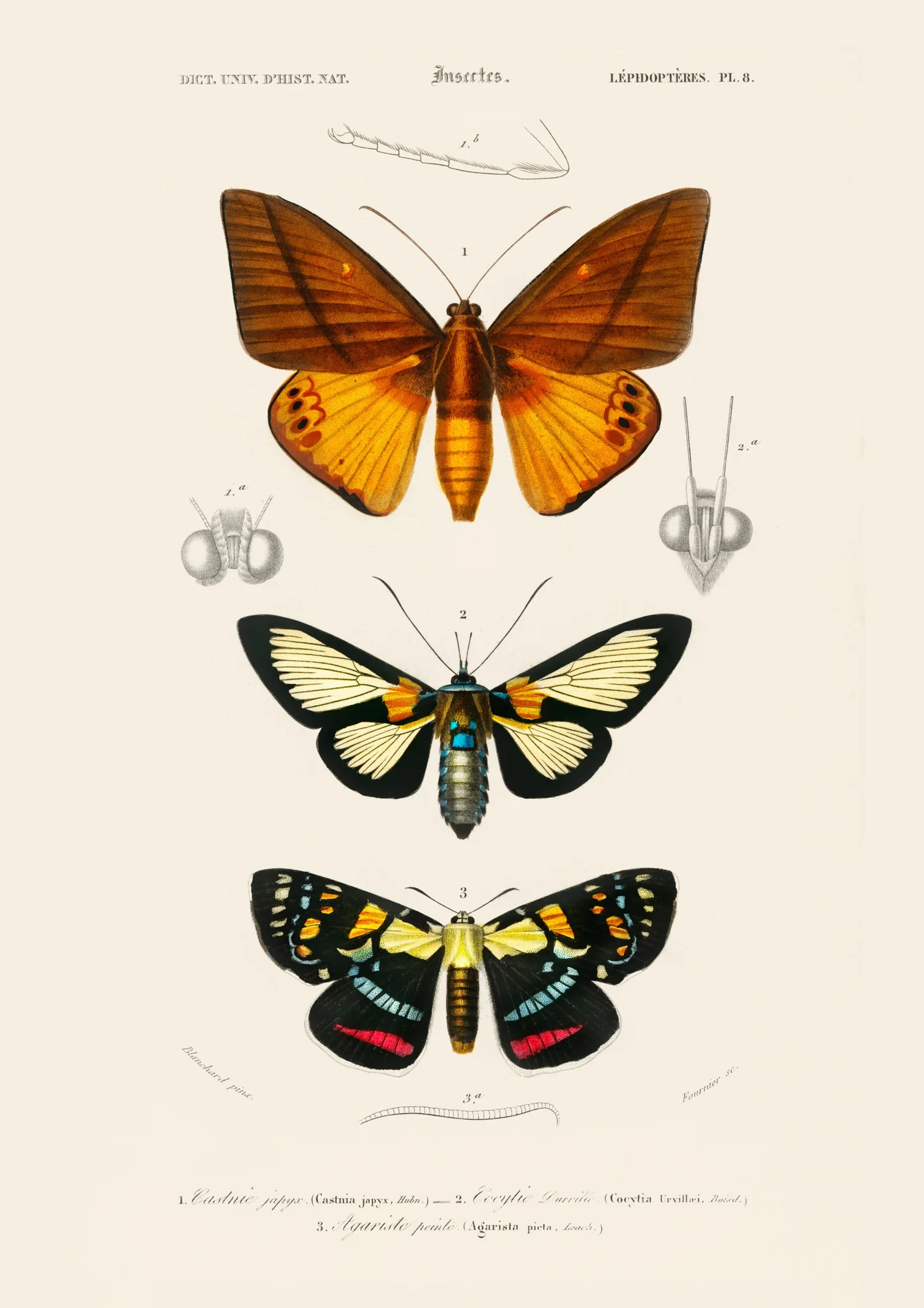 Butterflies & Moths