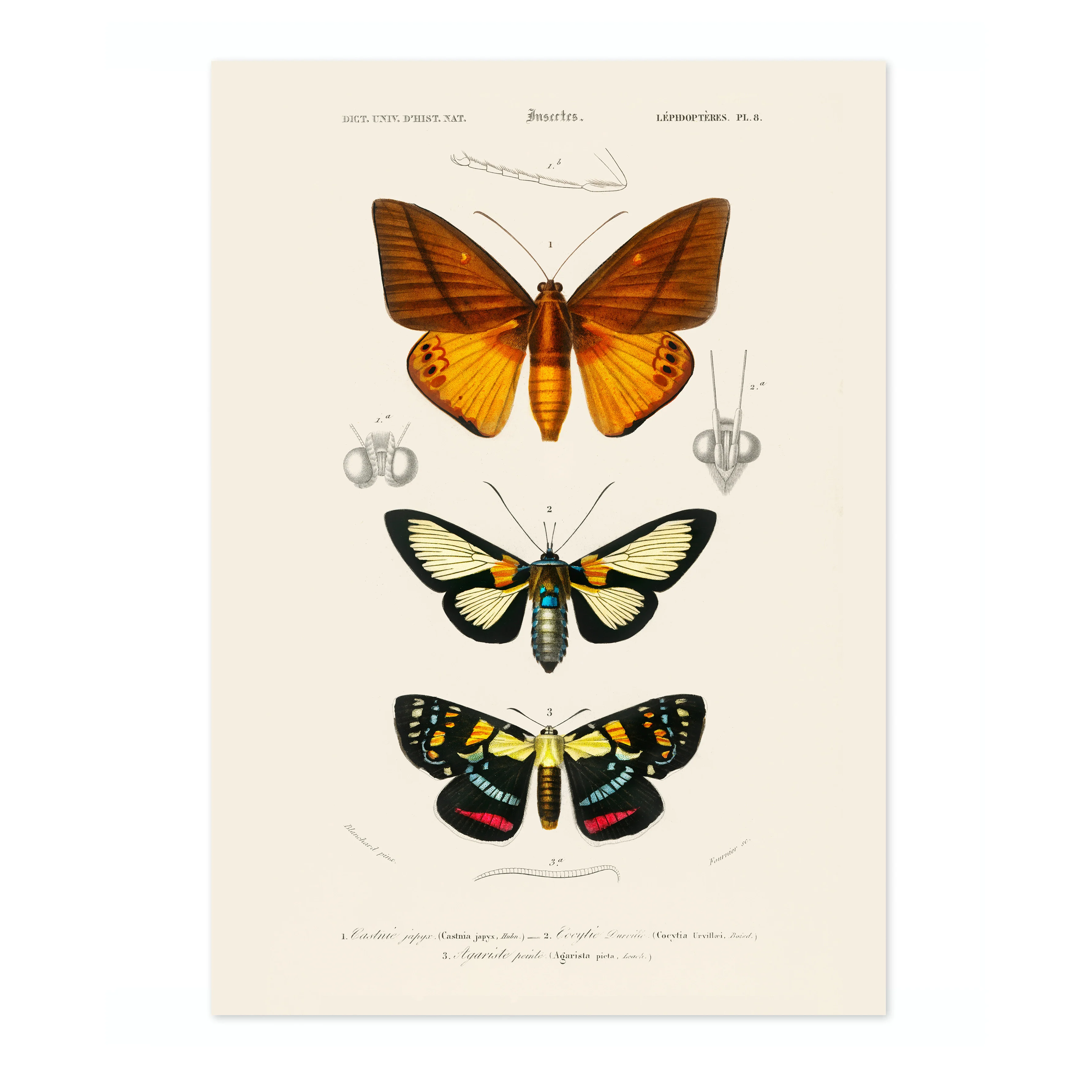 Butterflies & Moths - Image 4
