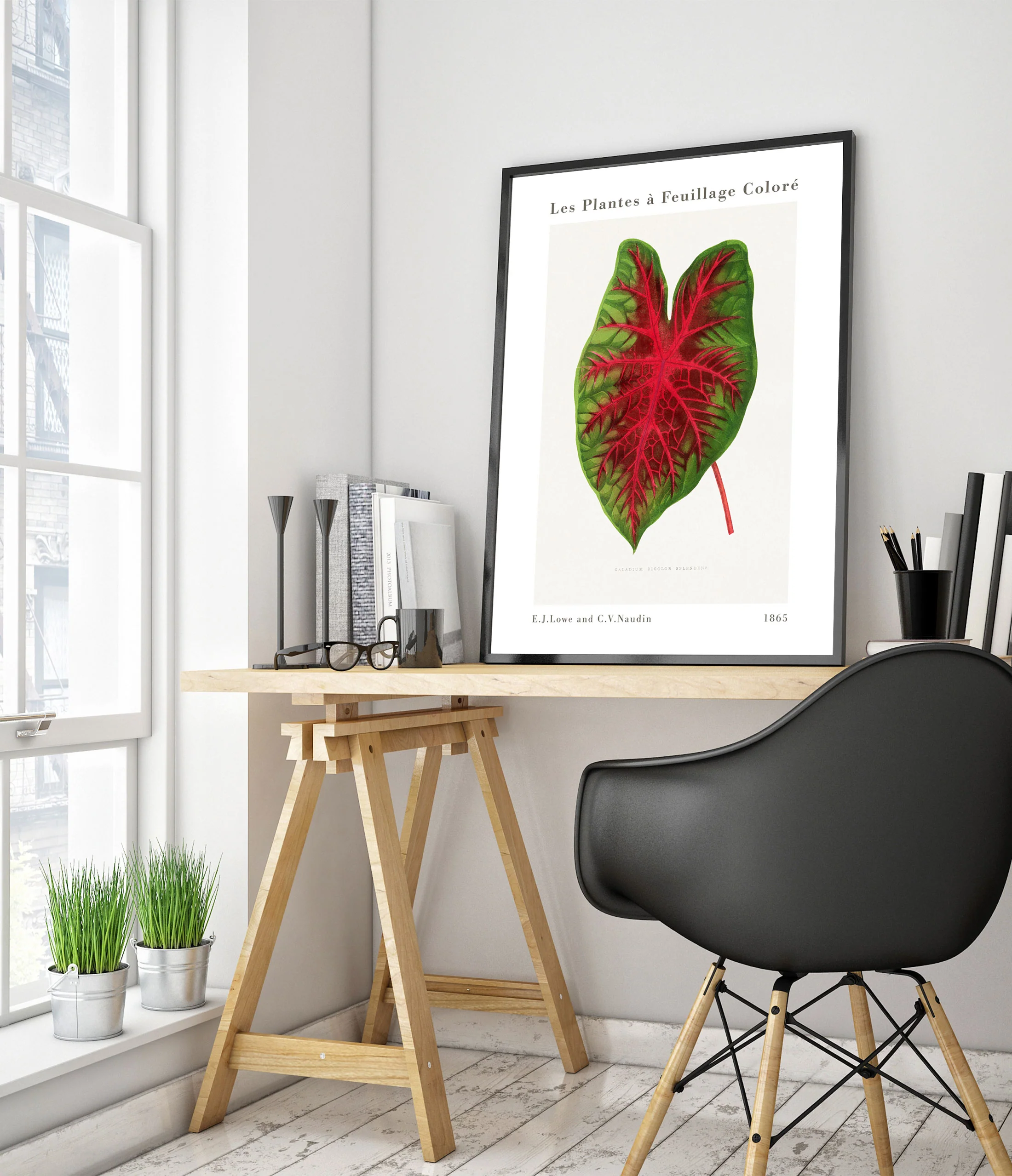 Caladium Bicolor Splendens - Image 5
