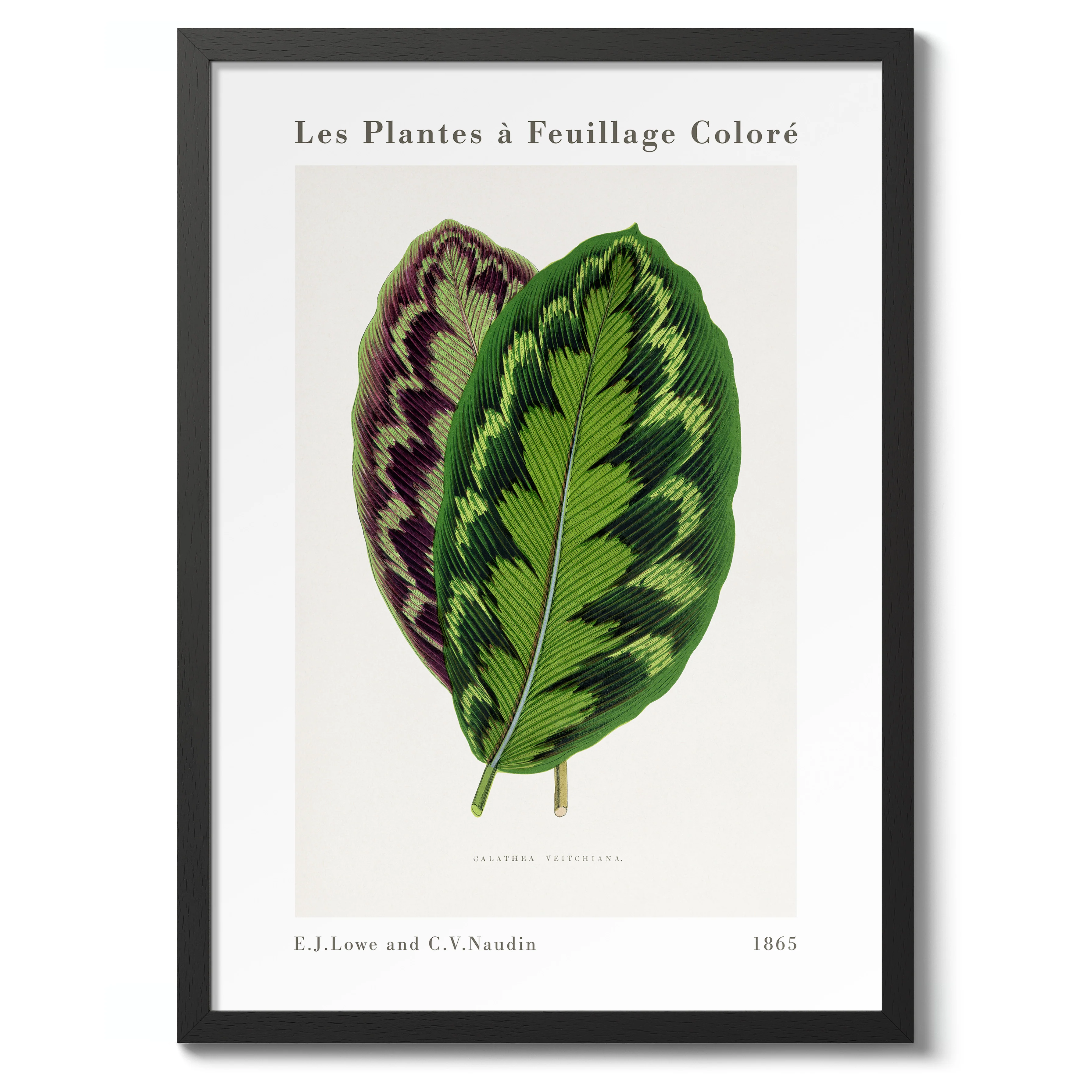 Calathea Veitchiana - Image 2