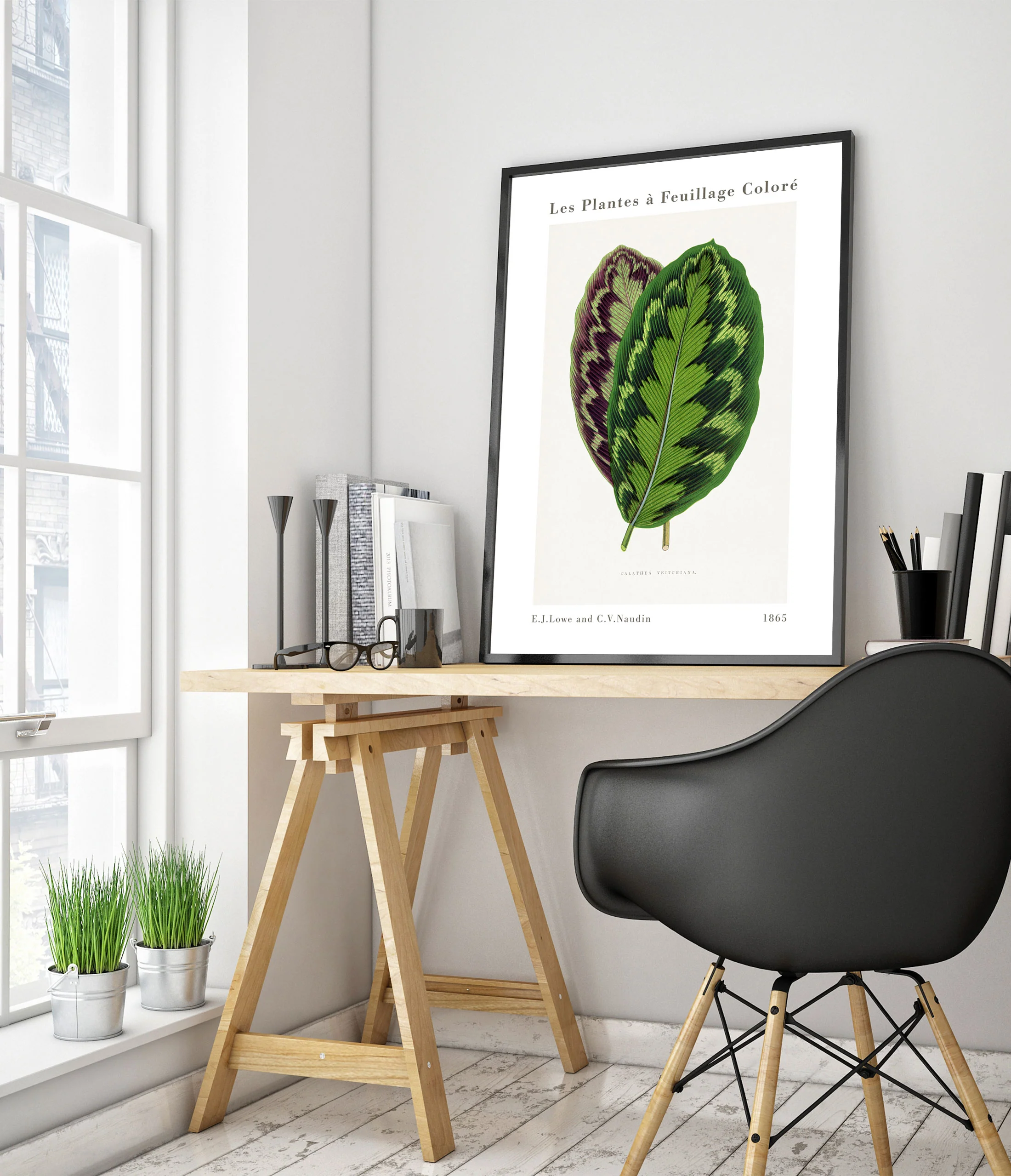 Calathea Veitchiana - Image 5