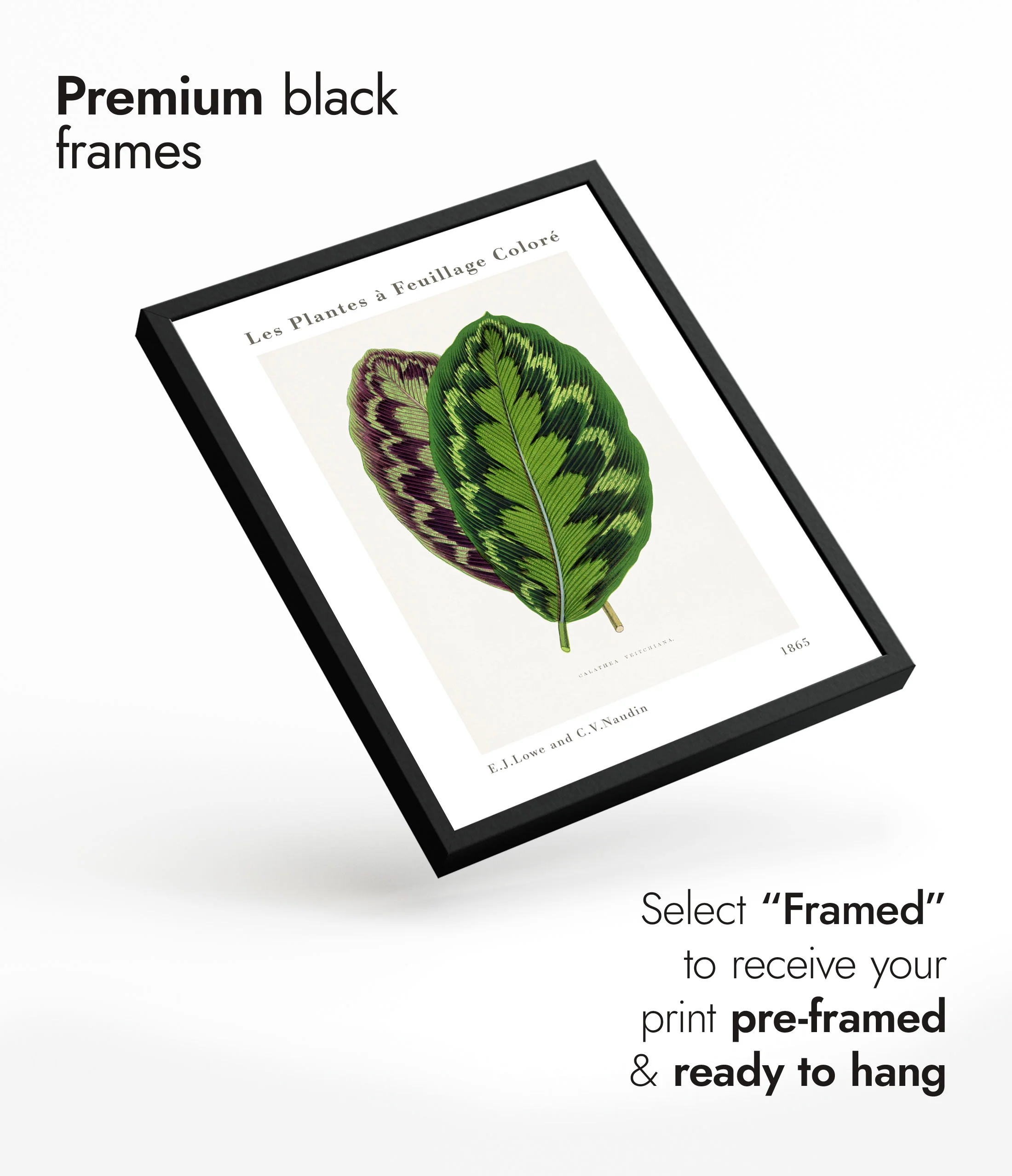 Calathea Veitchiana - Image 7