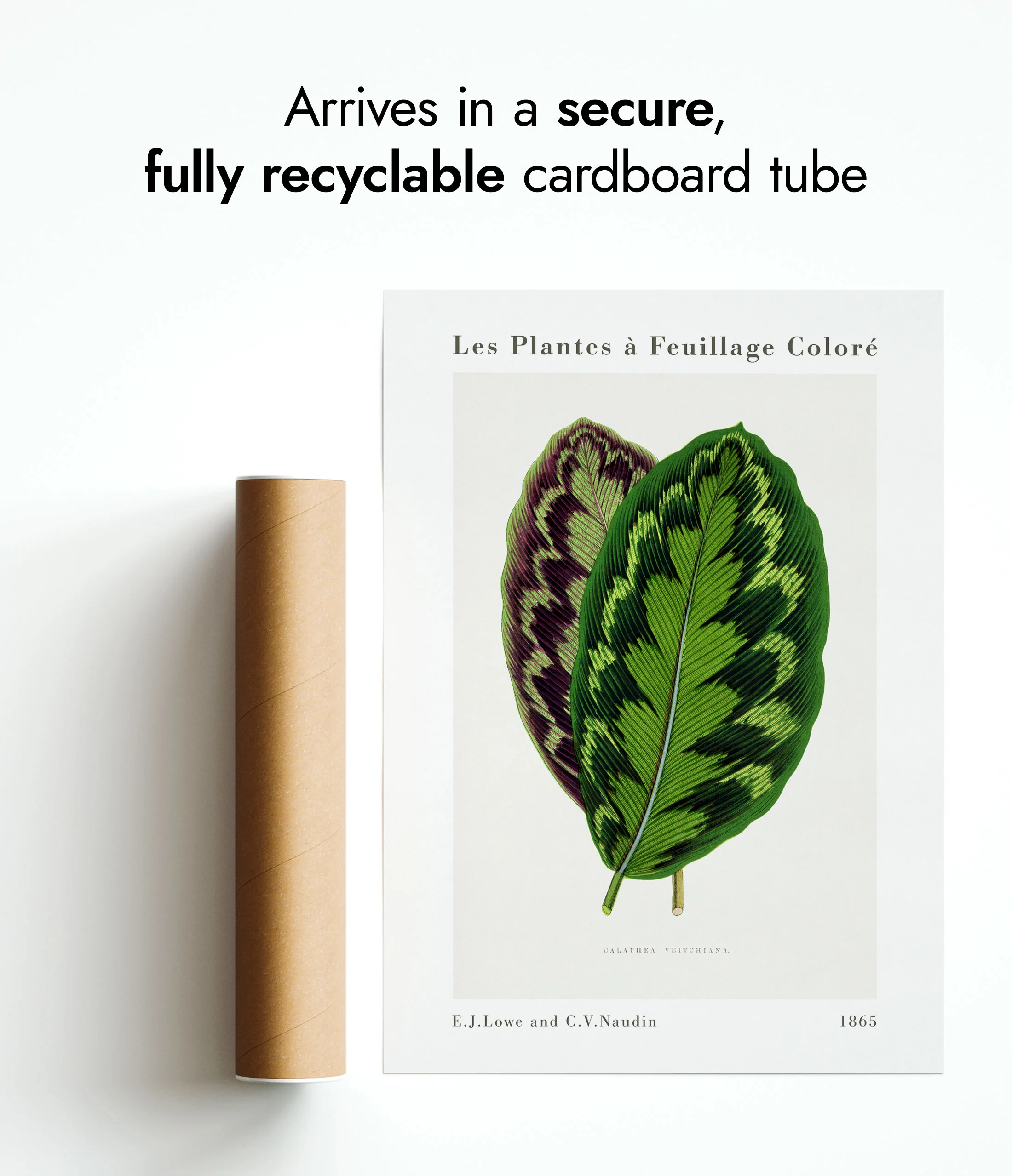 Calathea Veitchiana - Image 9