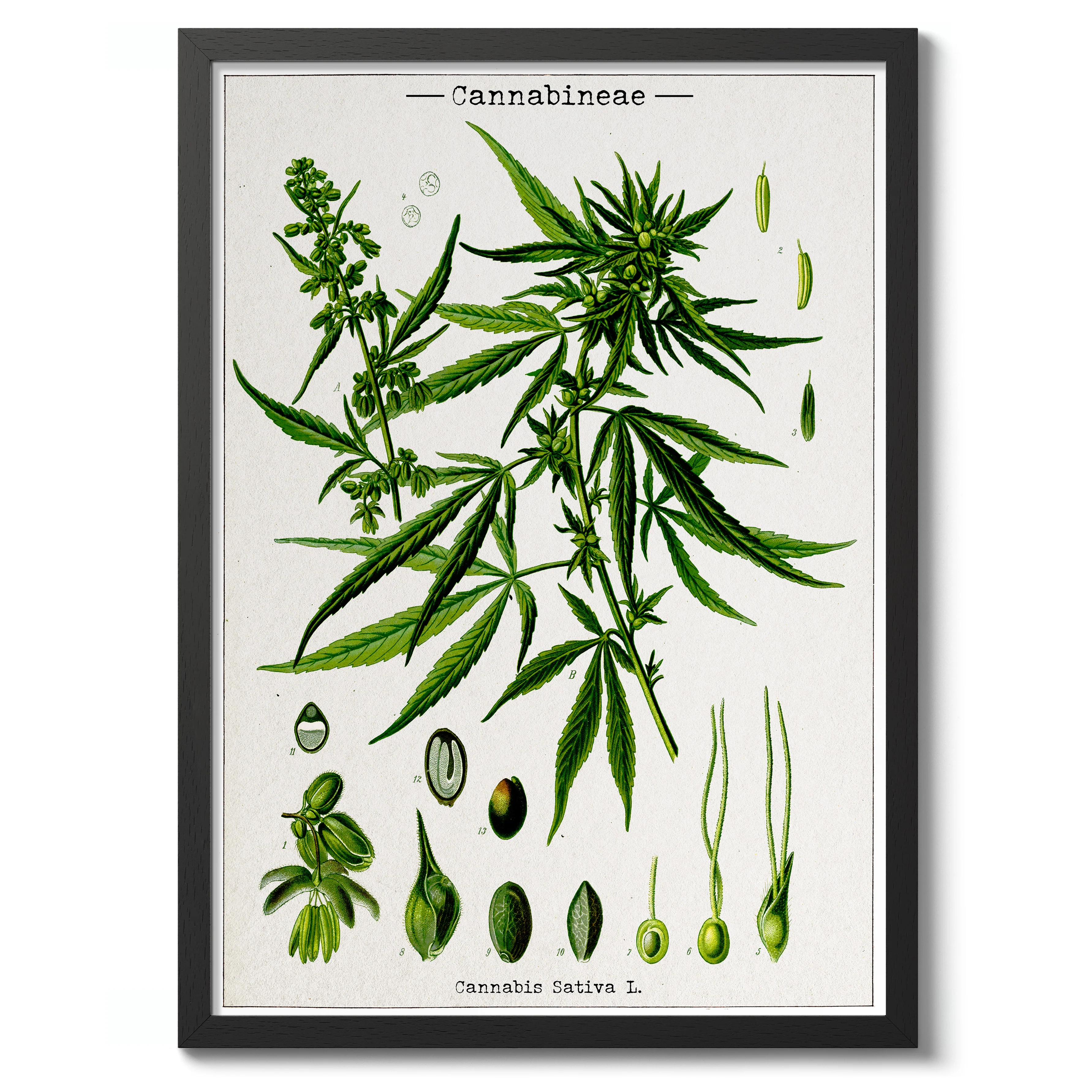 Cannabis Sativa - Image 2