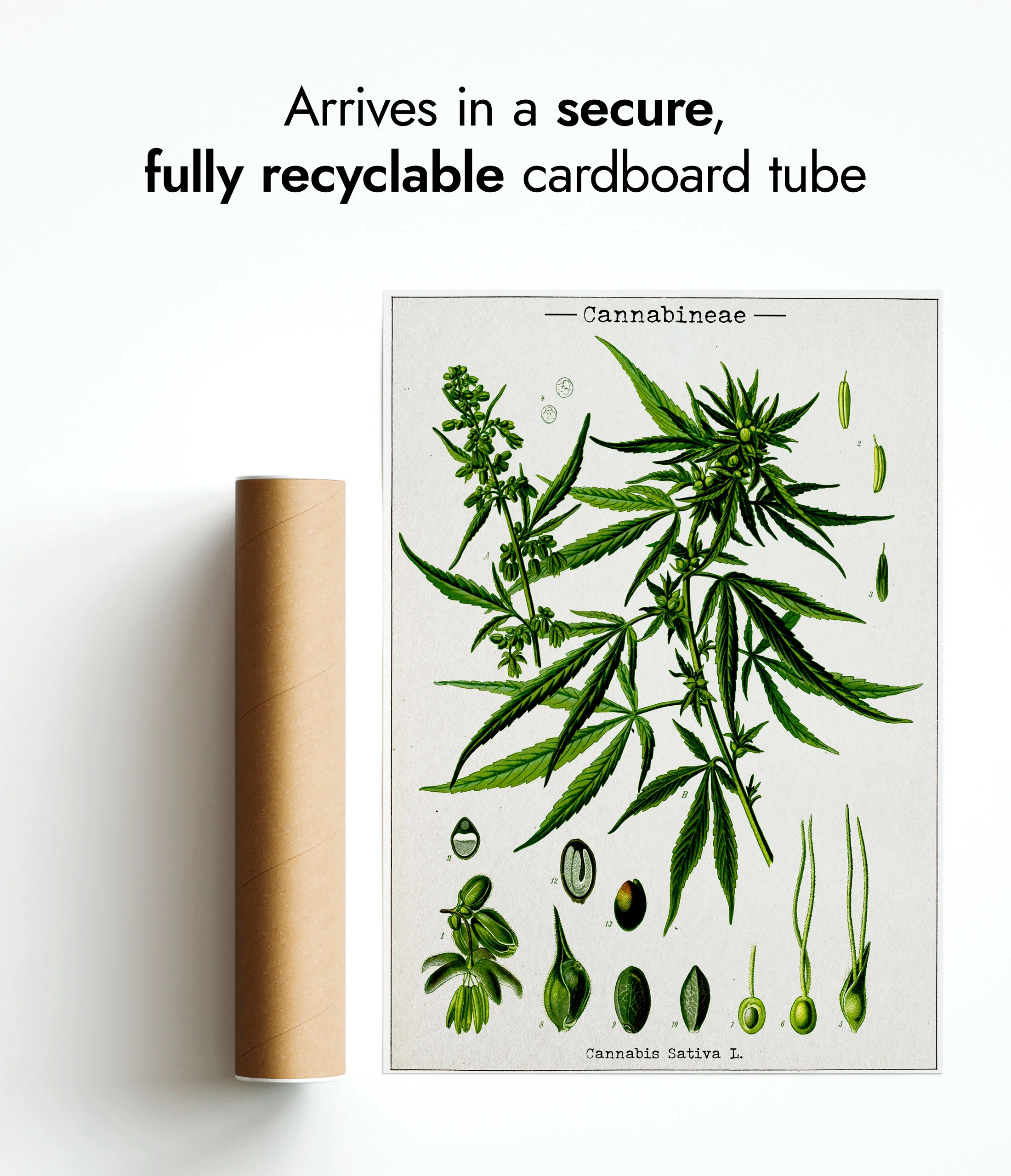 Cannabis Sativa - Image 9
