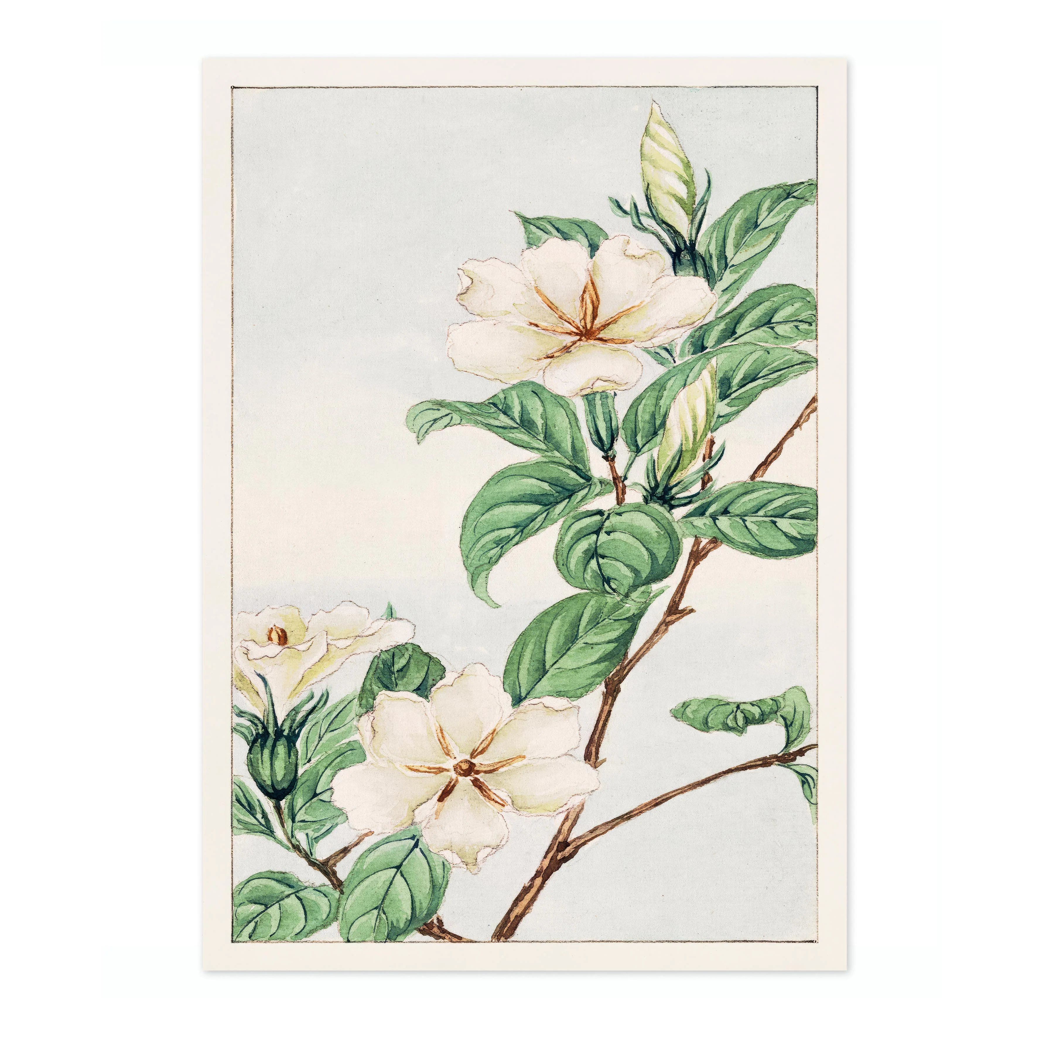 Cape Jasmine - Image 4