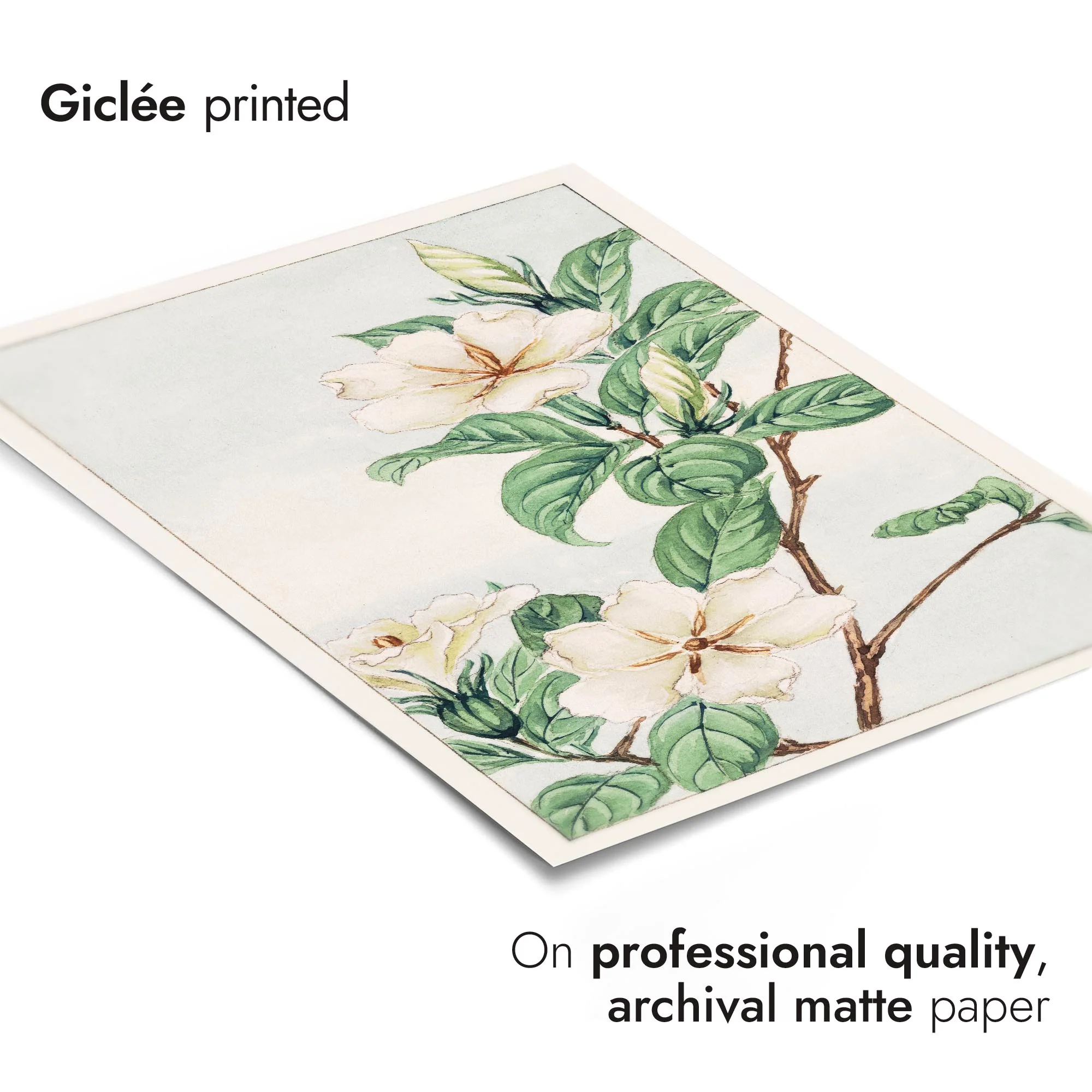 Cape Jasmine - Image 6