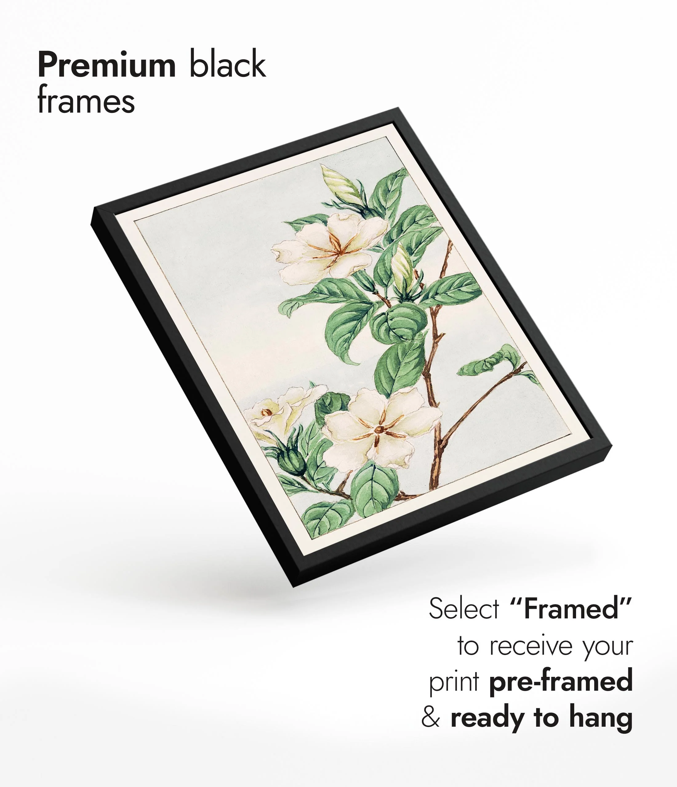 Cape Jasmine - Image 7