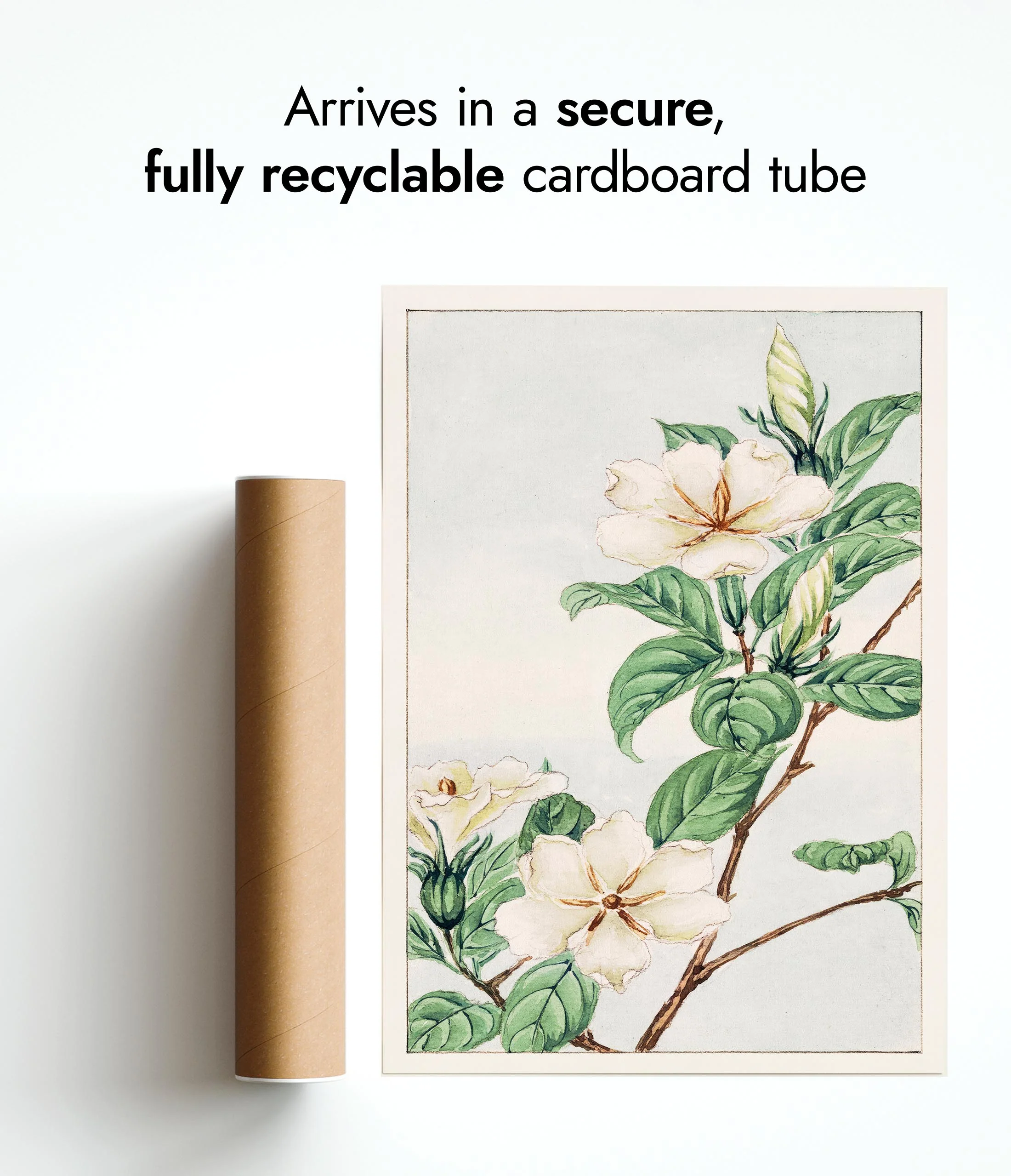 Cape Jasmine - Image 9
