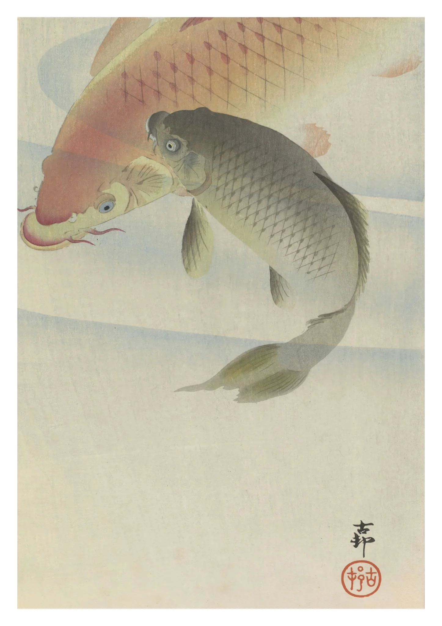 Carp