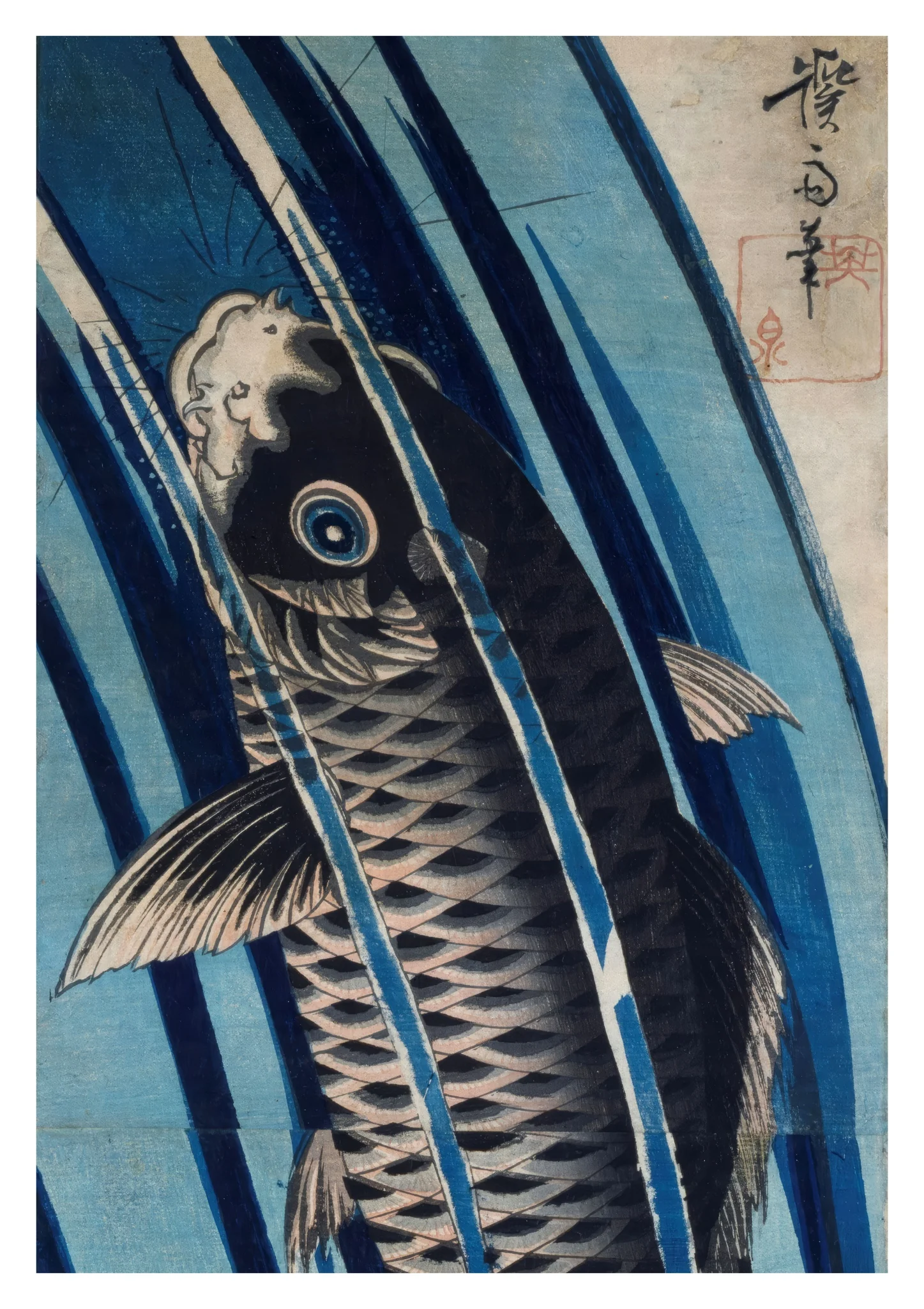 Carp