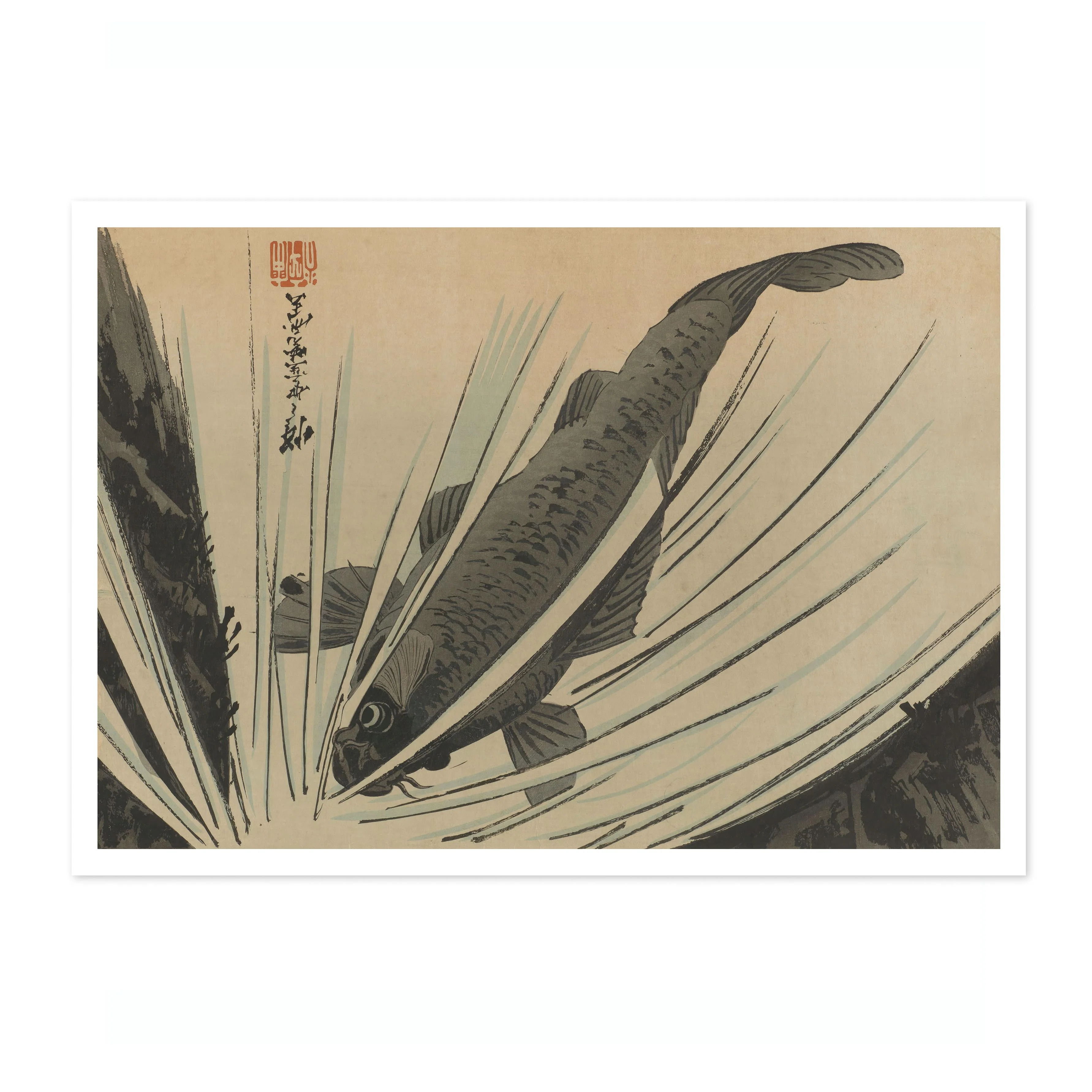 Carp - Image 4