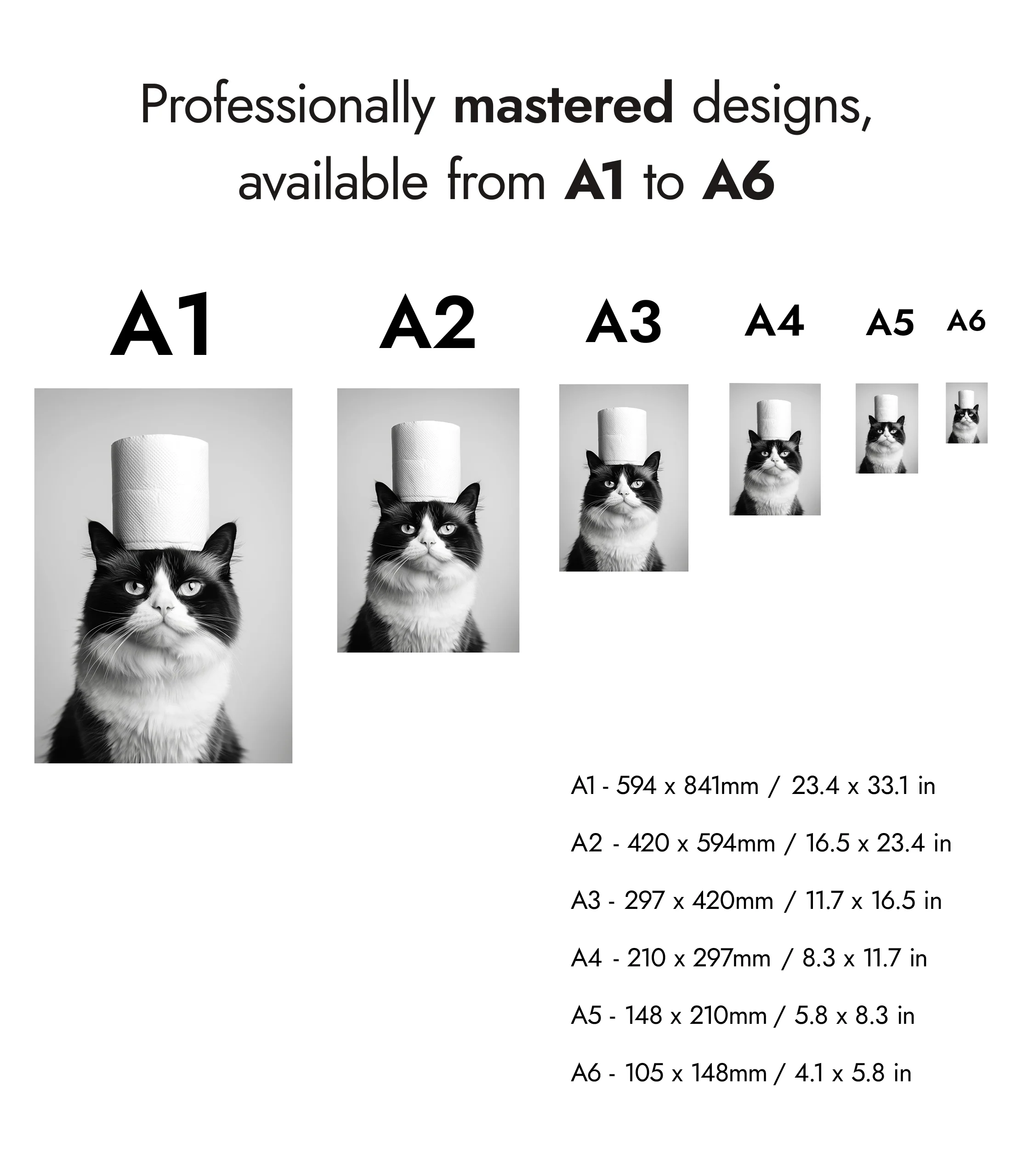 Cat - Image 8