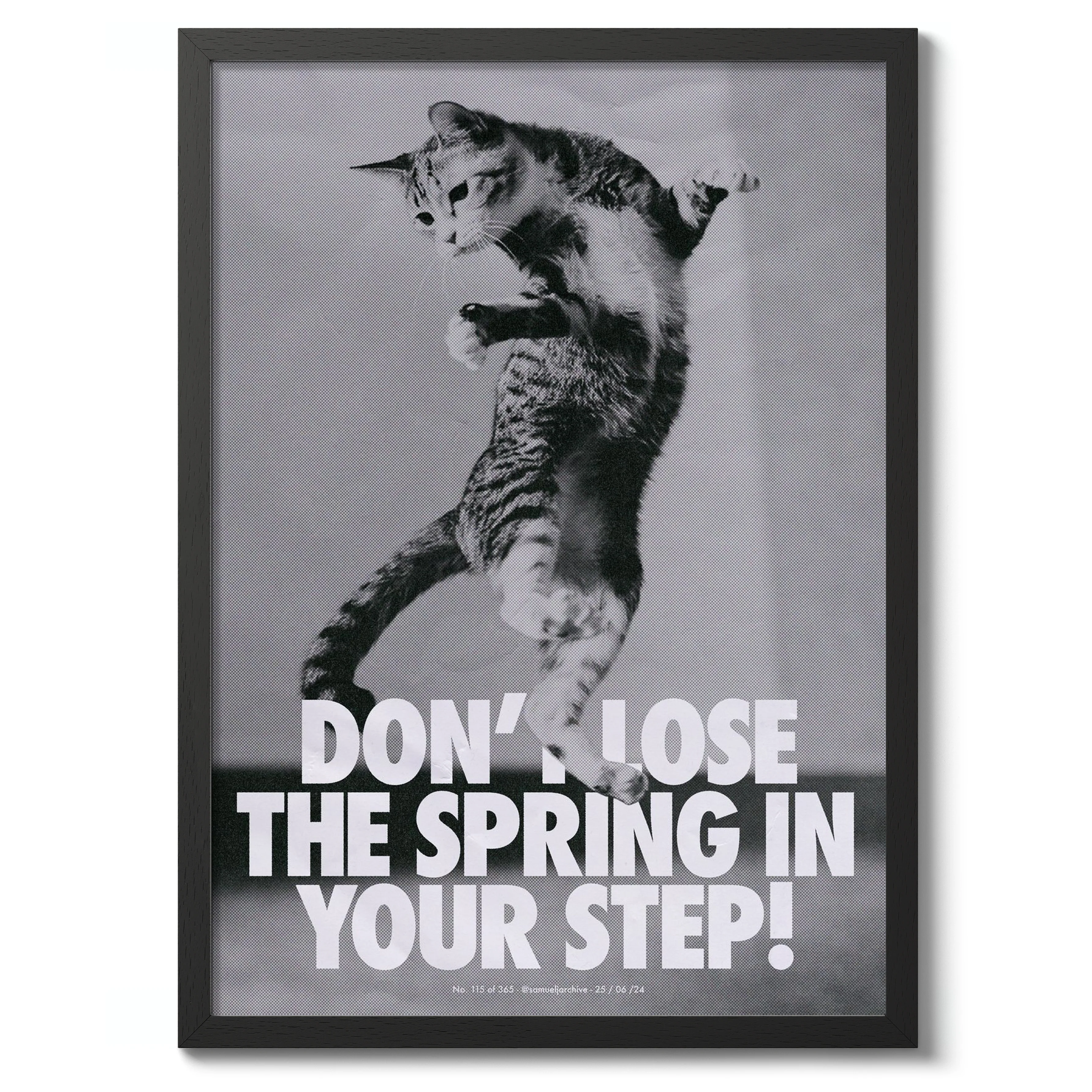 Cat Jump - Image 2