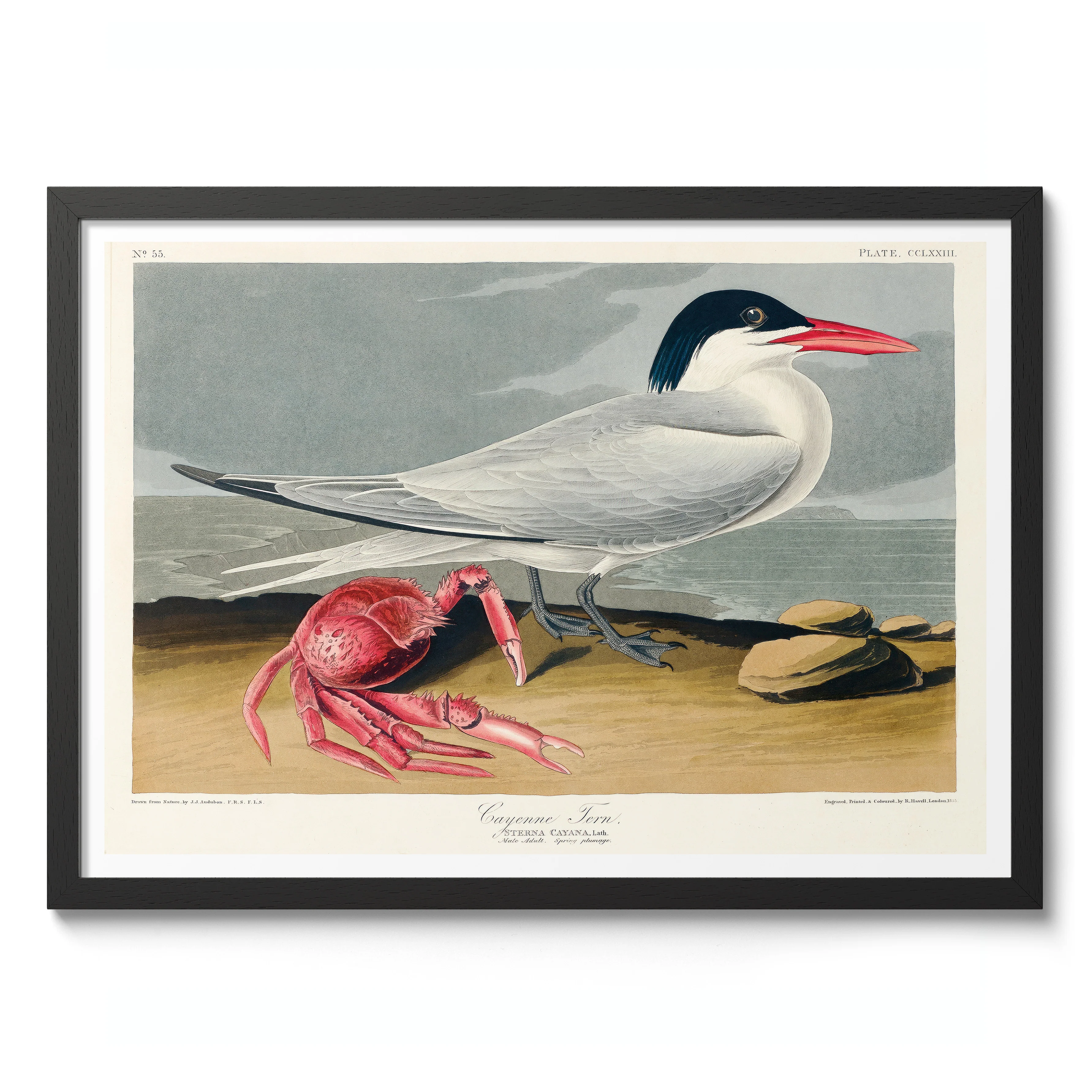 Cayenne Tern - Image 2