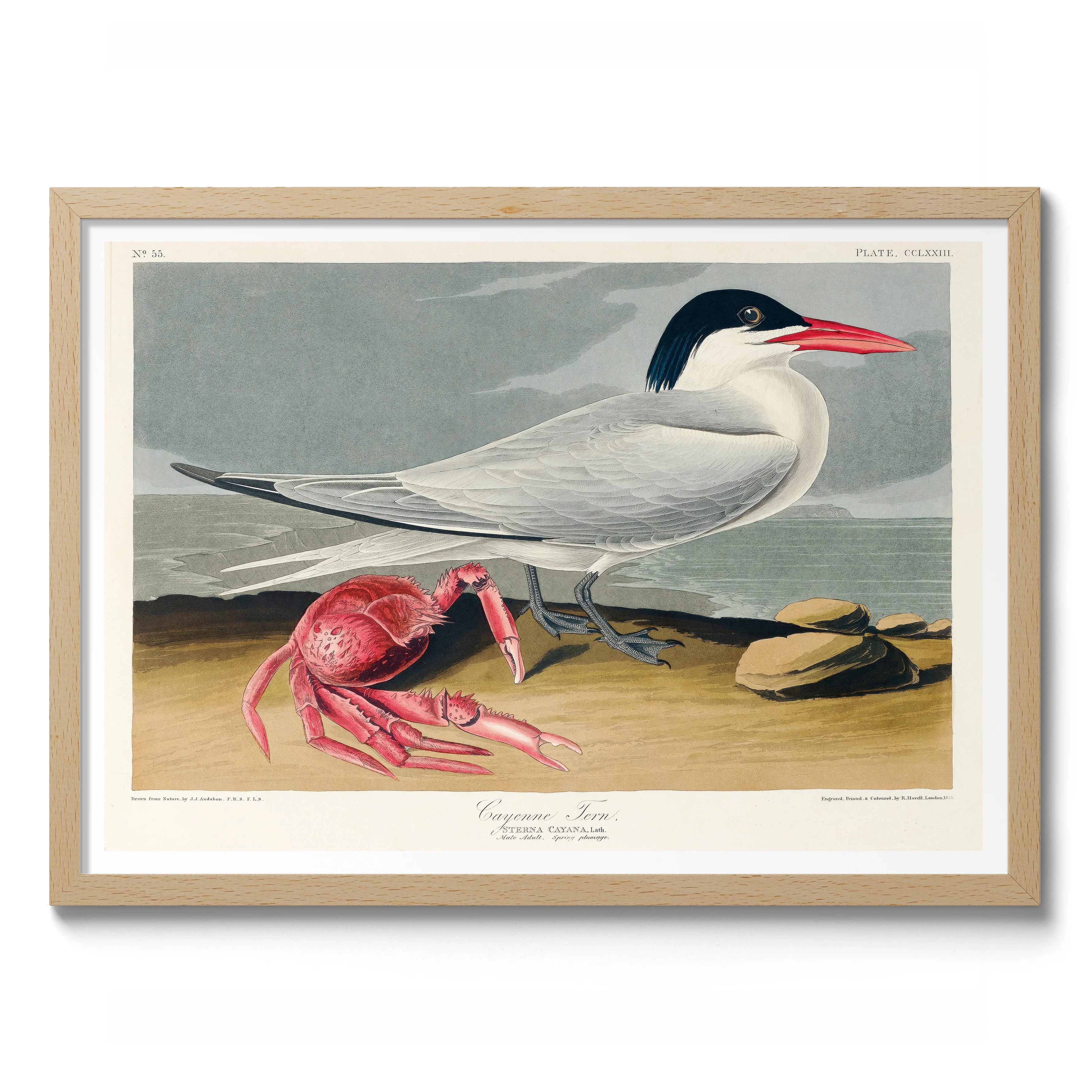 Cayenne Tern - Image 3