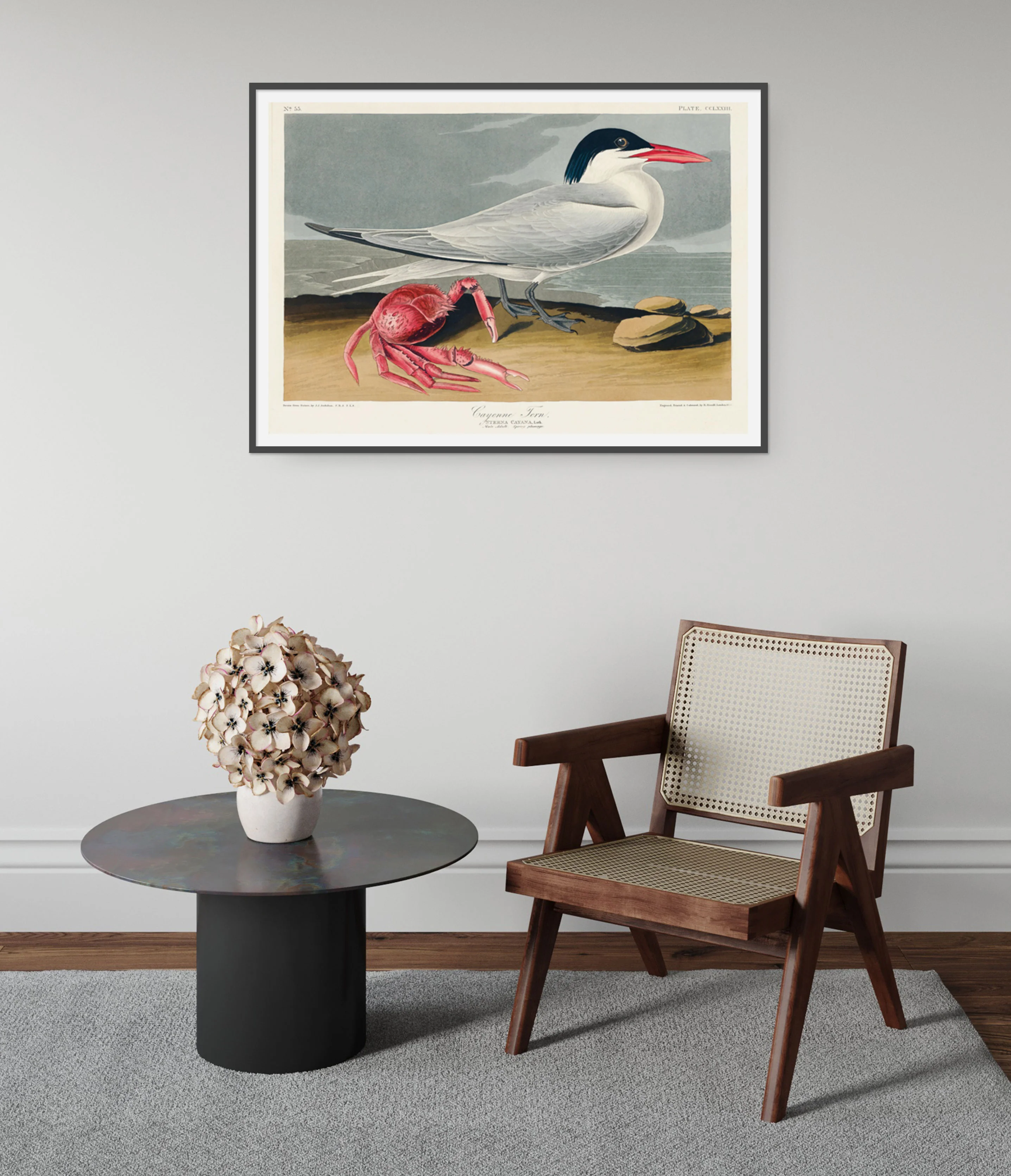 Cayenne Tern - Image 5