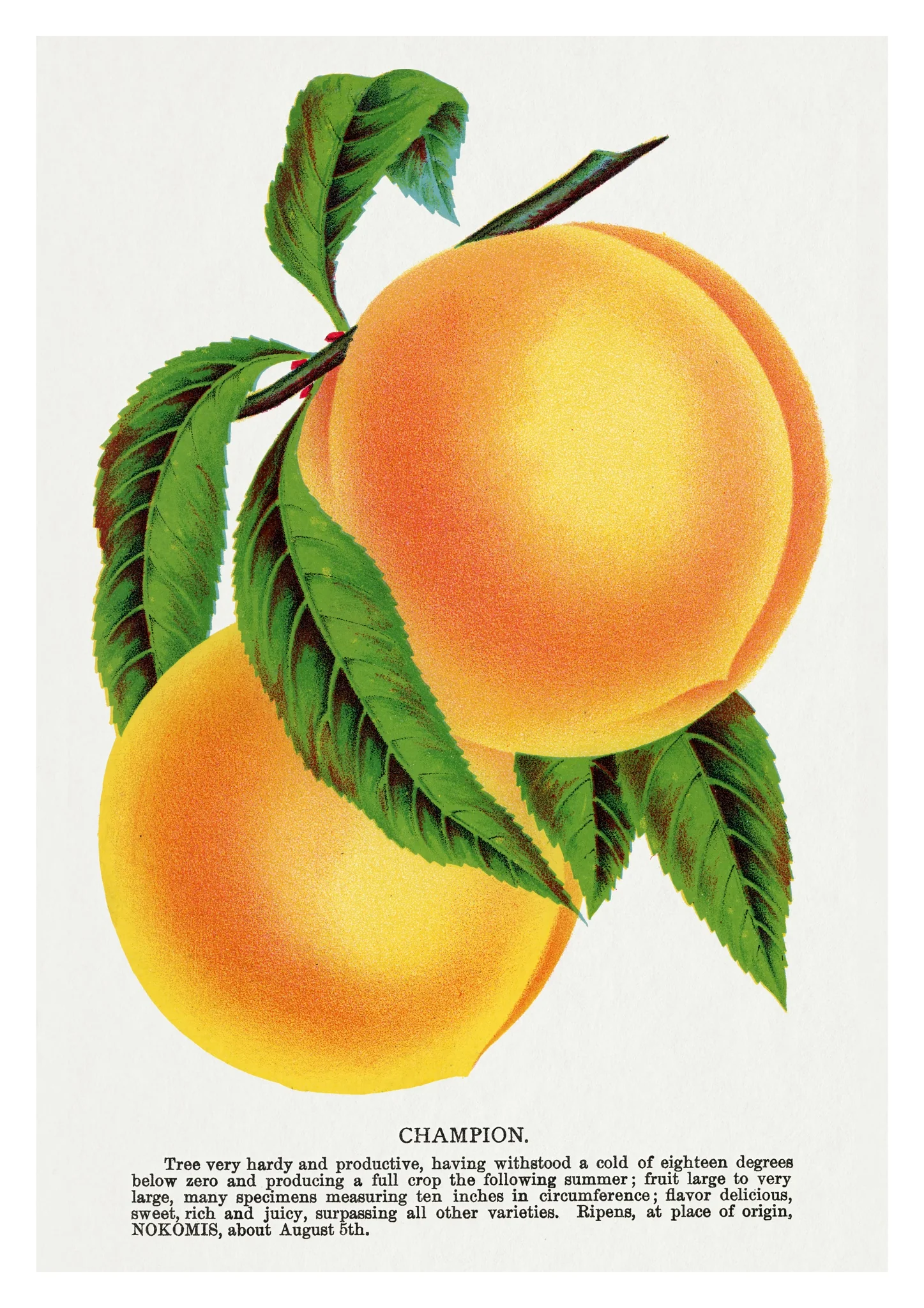 Champion Plum