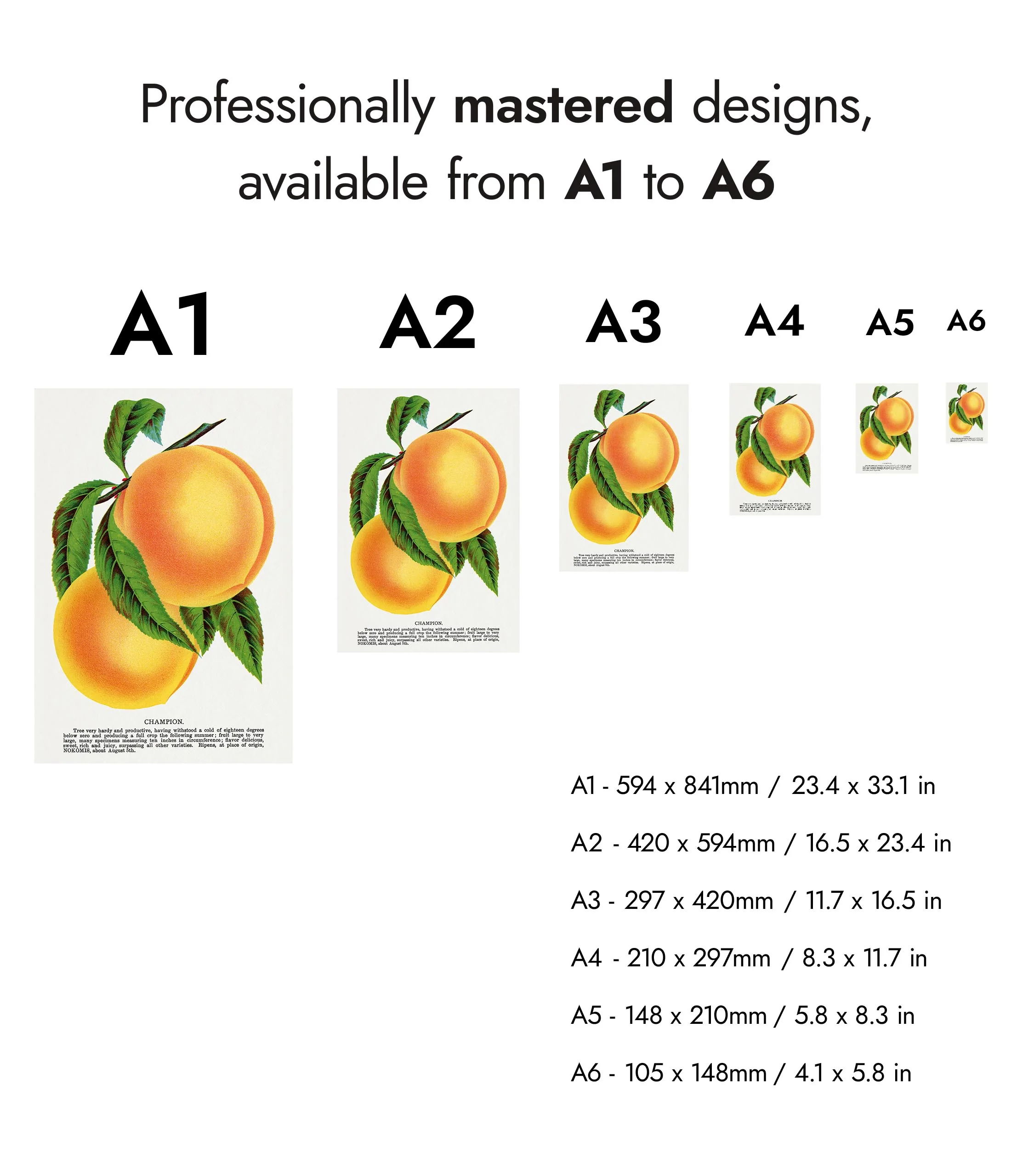 Champion Plum - Image 8