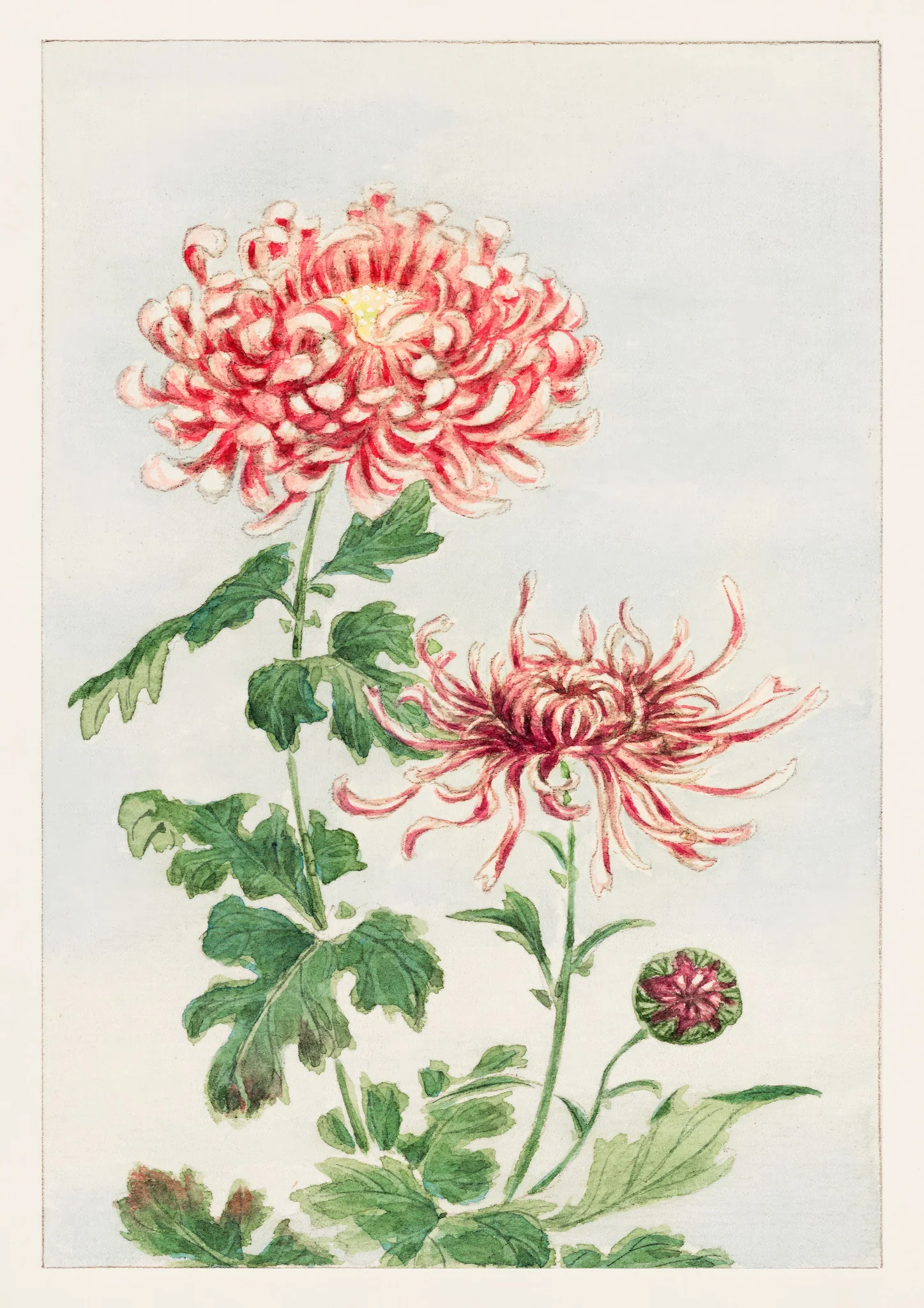 Chrysanthemum