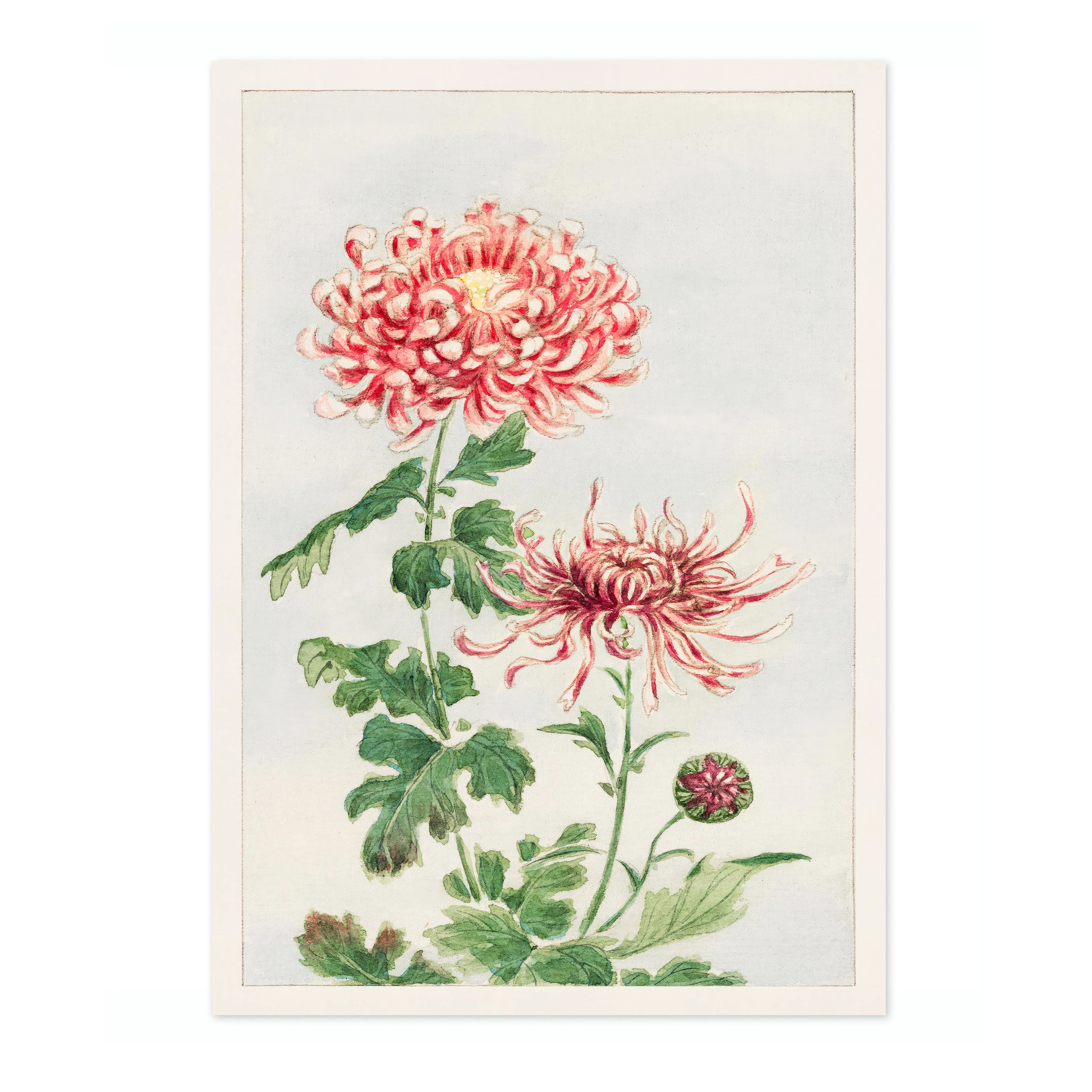Chrysanthemum - Image 4