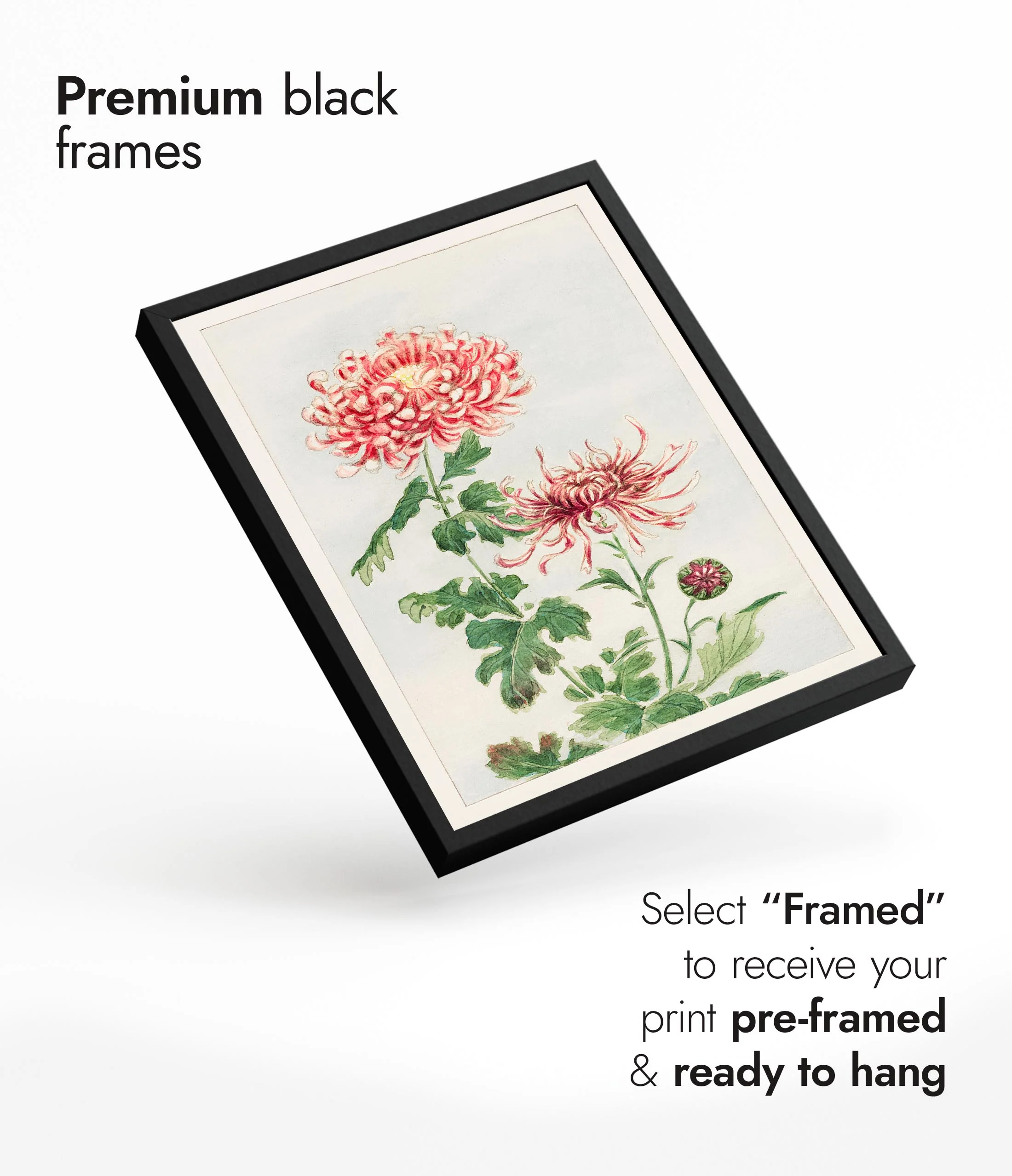 Chrysanthemum - Image 7
