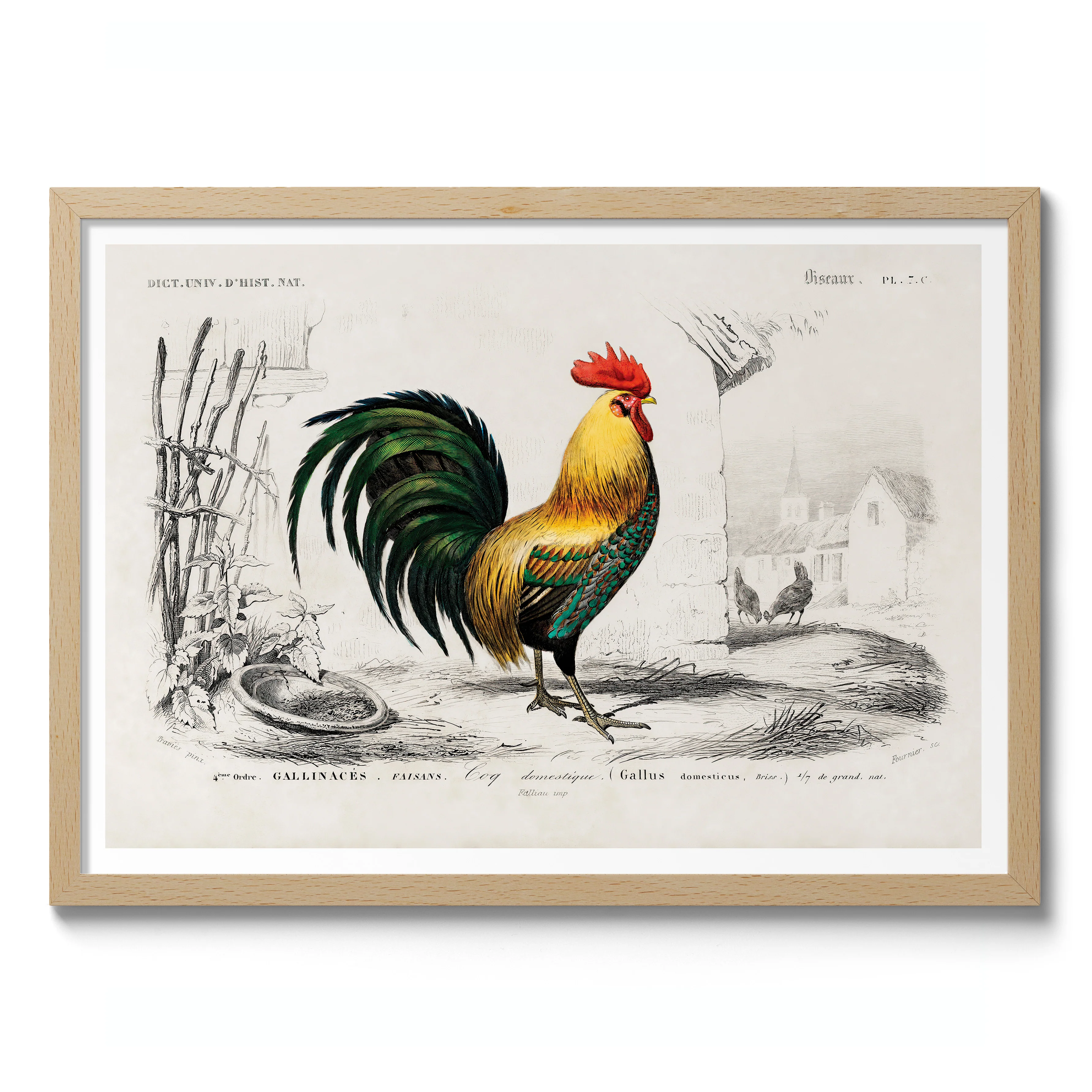 Cock - Image 3