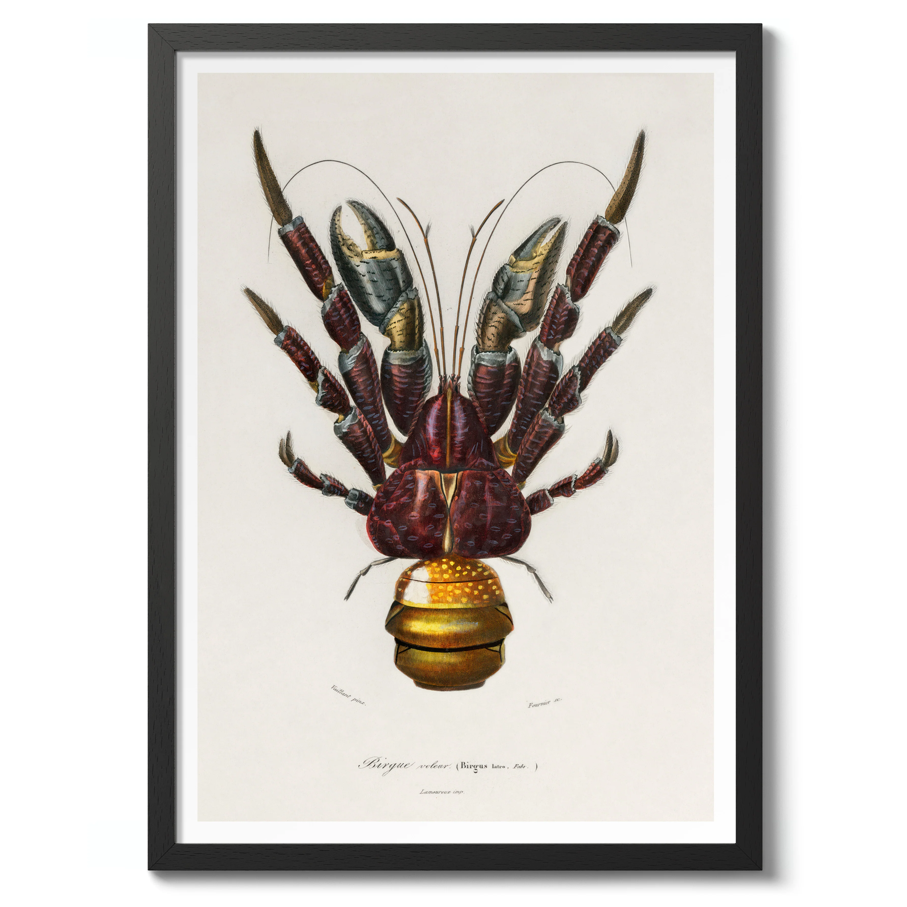 Coconut Crab - Image 2