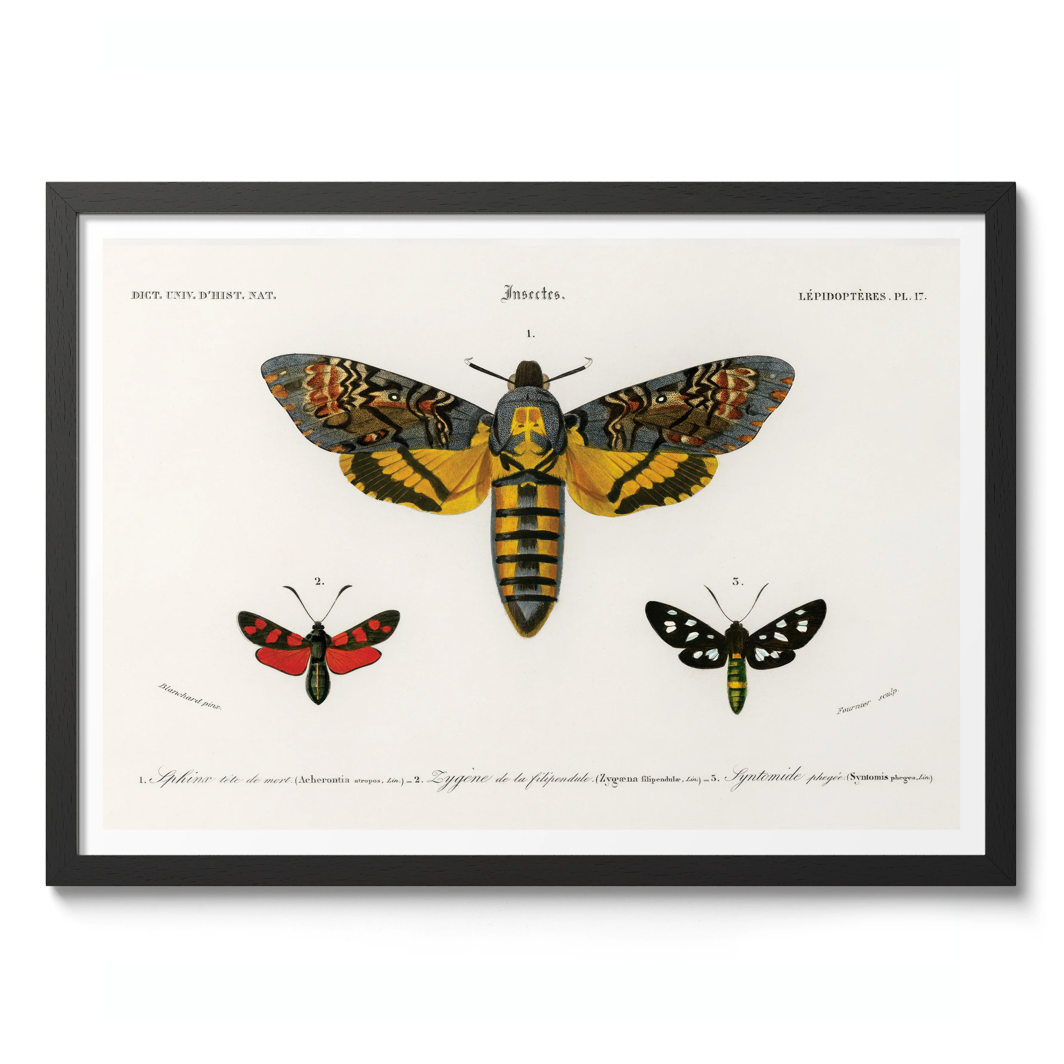 Collection of Moths - Image 2