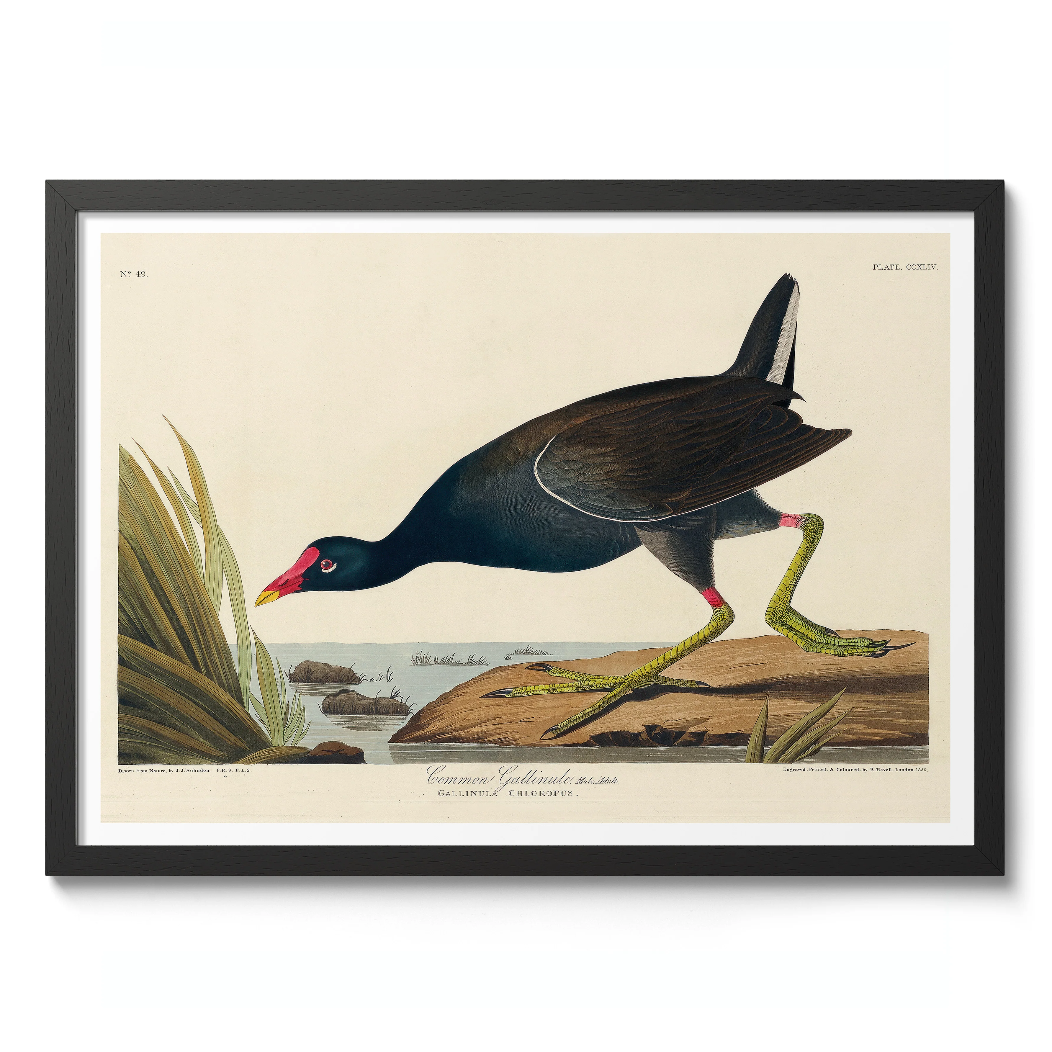 Common Gallinule - Image 2