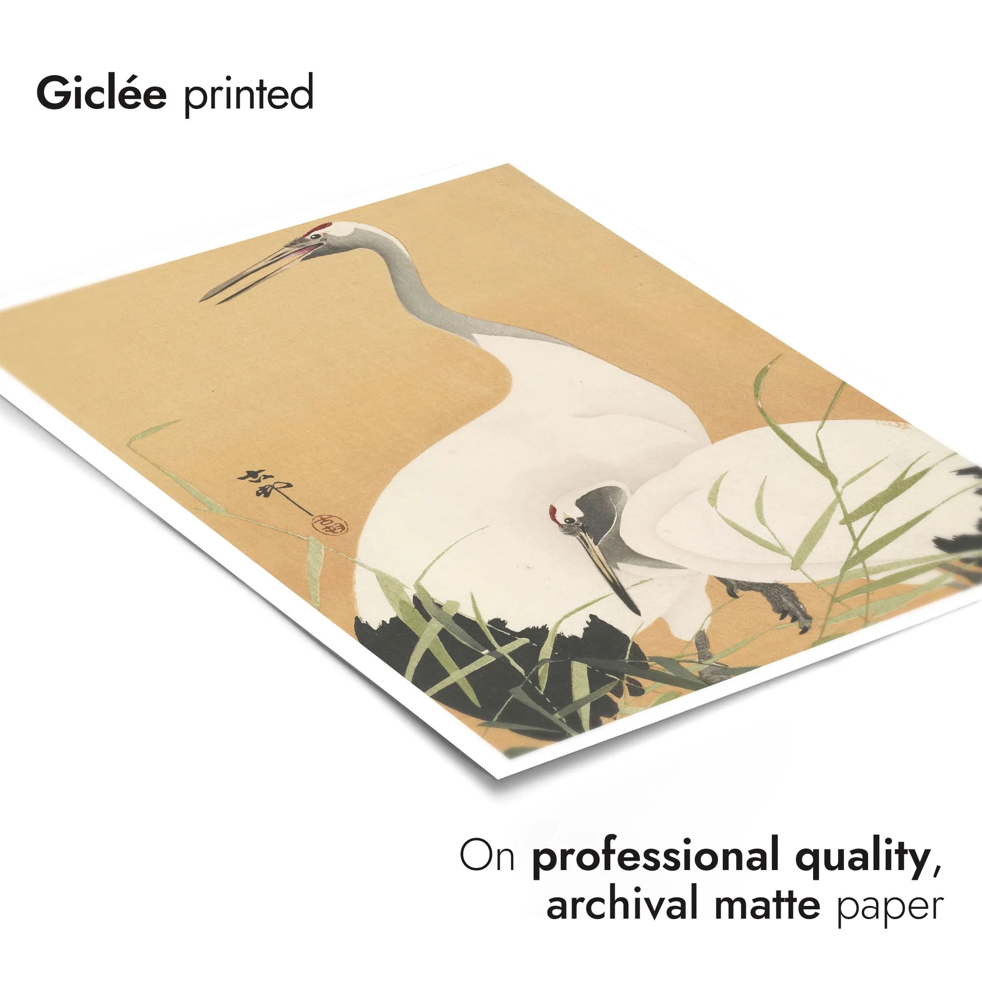 Cranes - Image 6