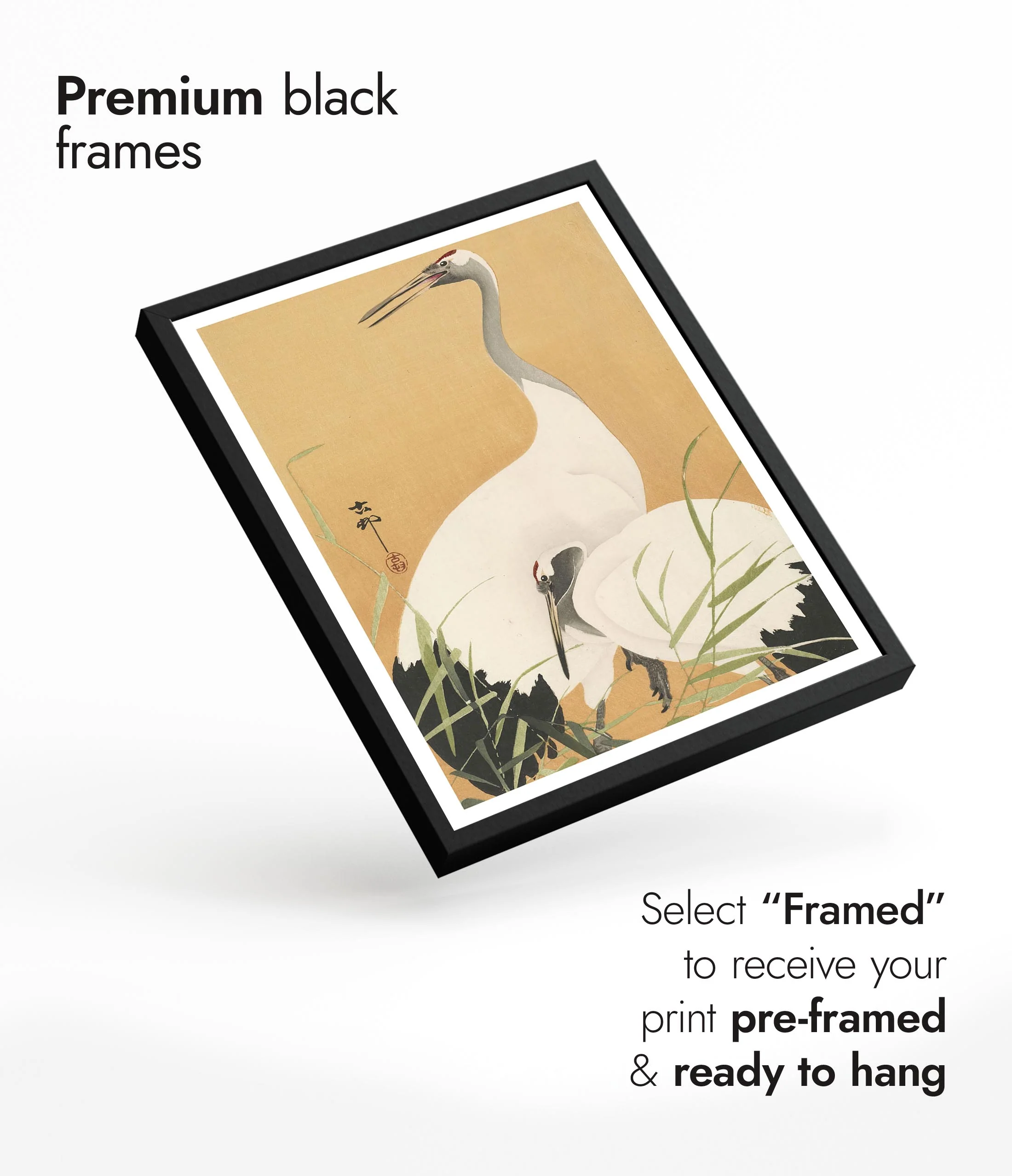 Cranes - Image 7