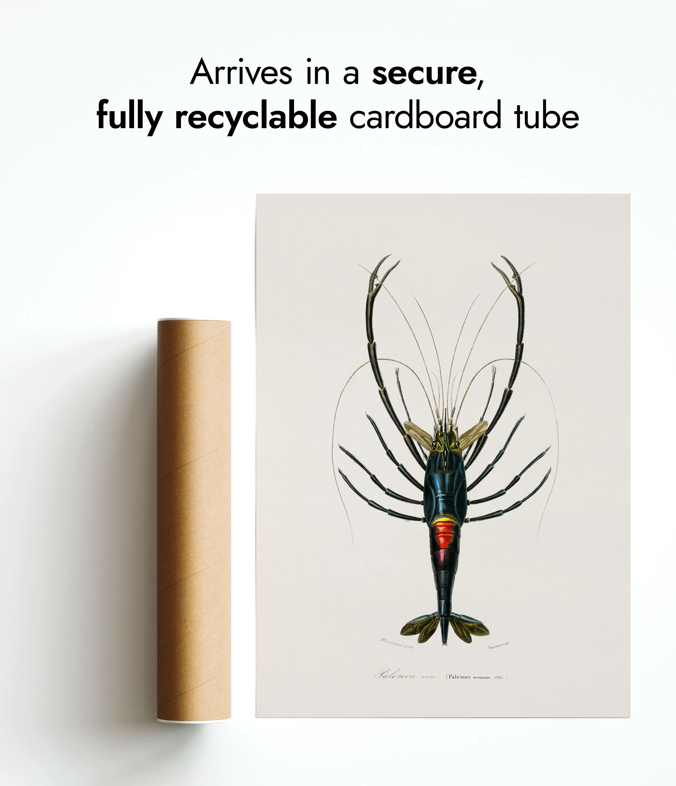 Crustaceans Triple - Image 8