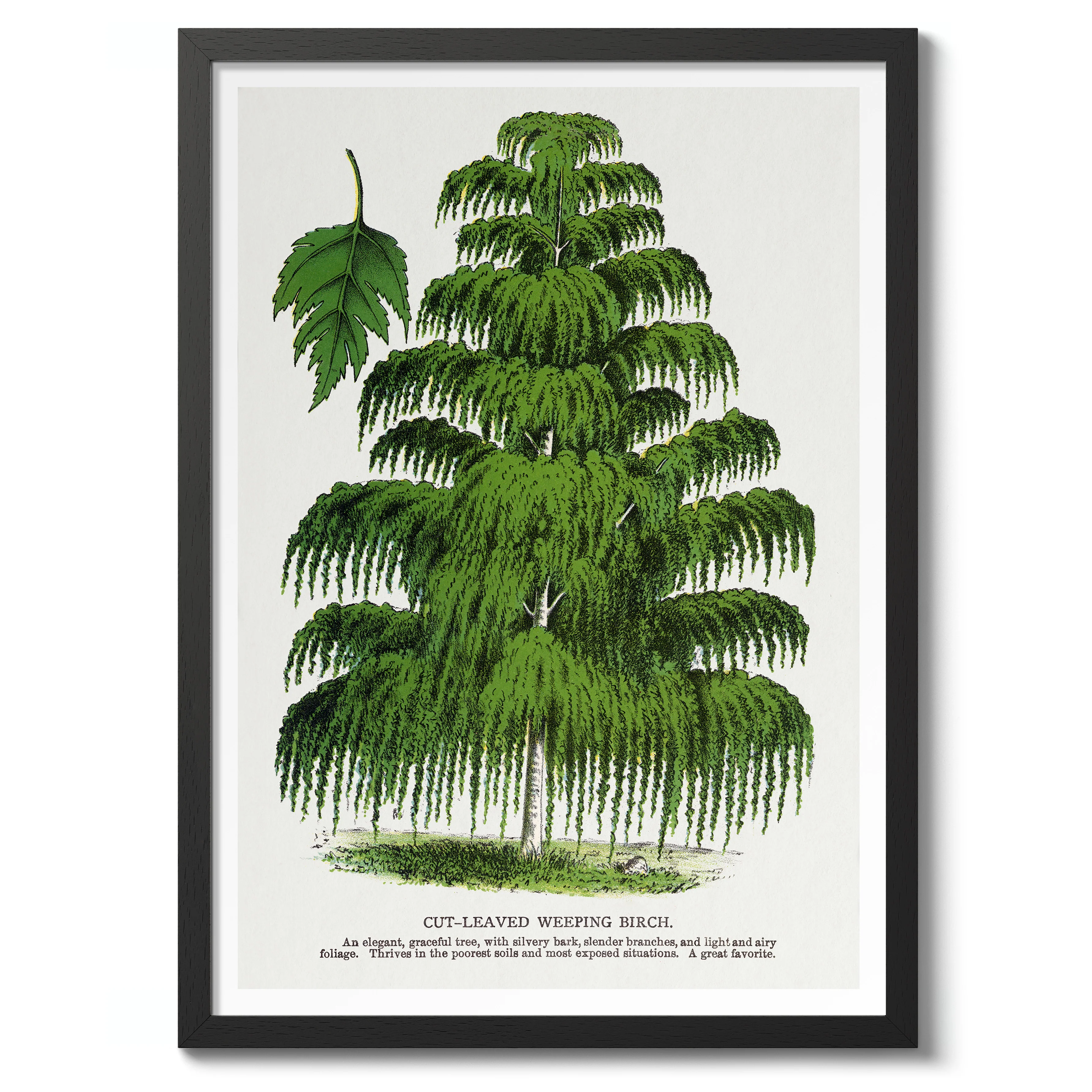 Cut-Leaved Weeping Birch - Image 2