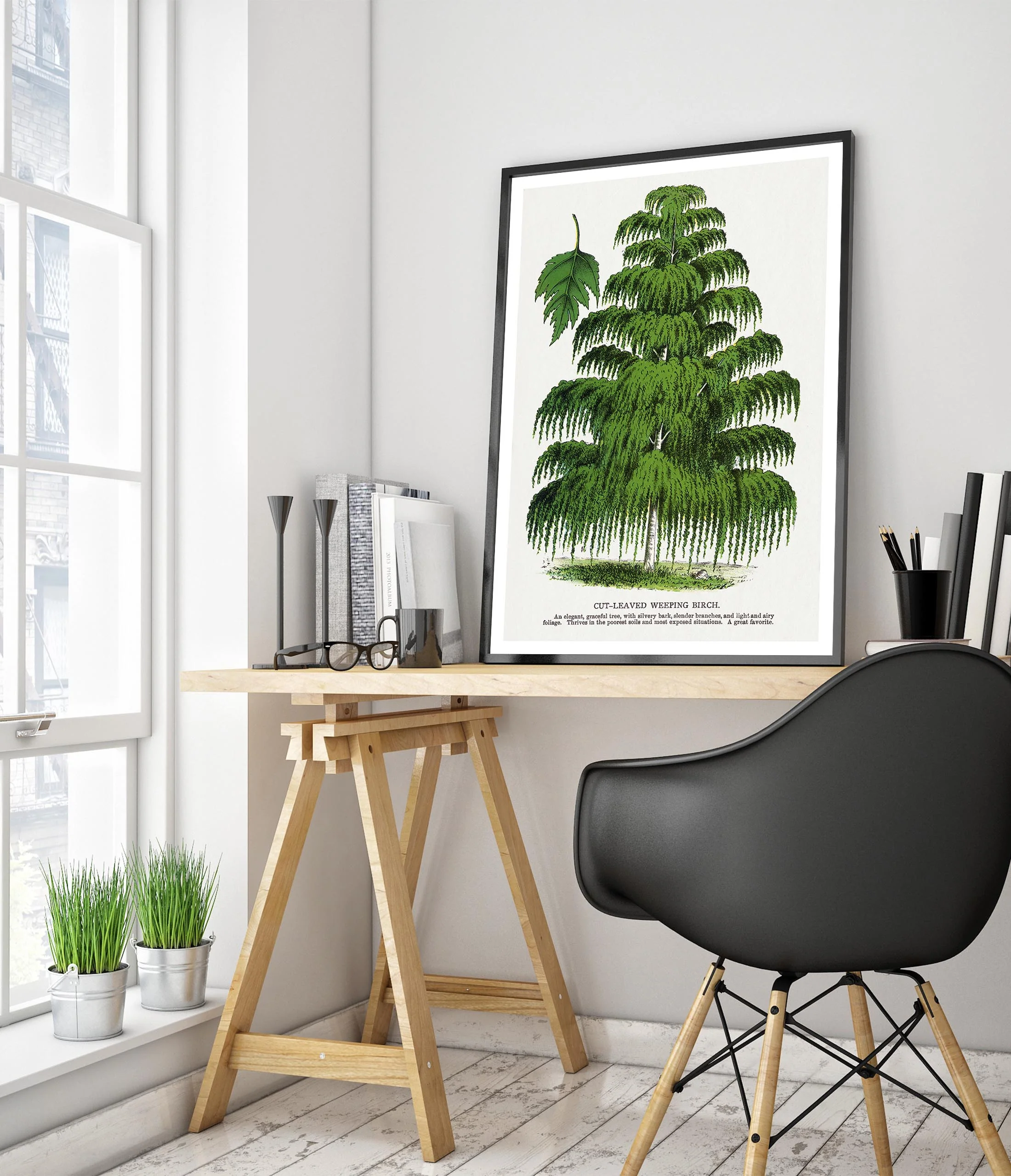 Cut-Leaved Weeping Birch - Image 5