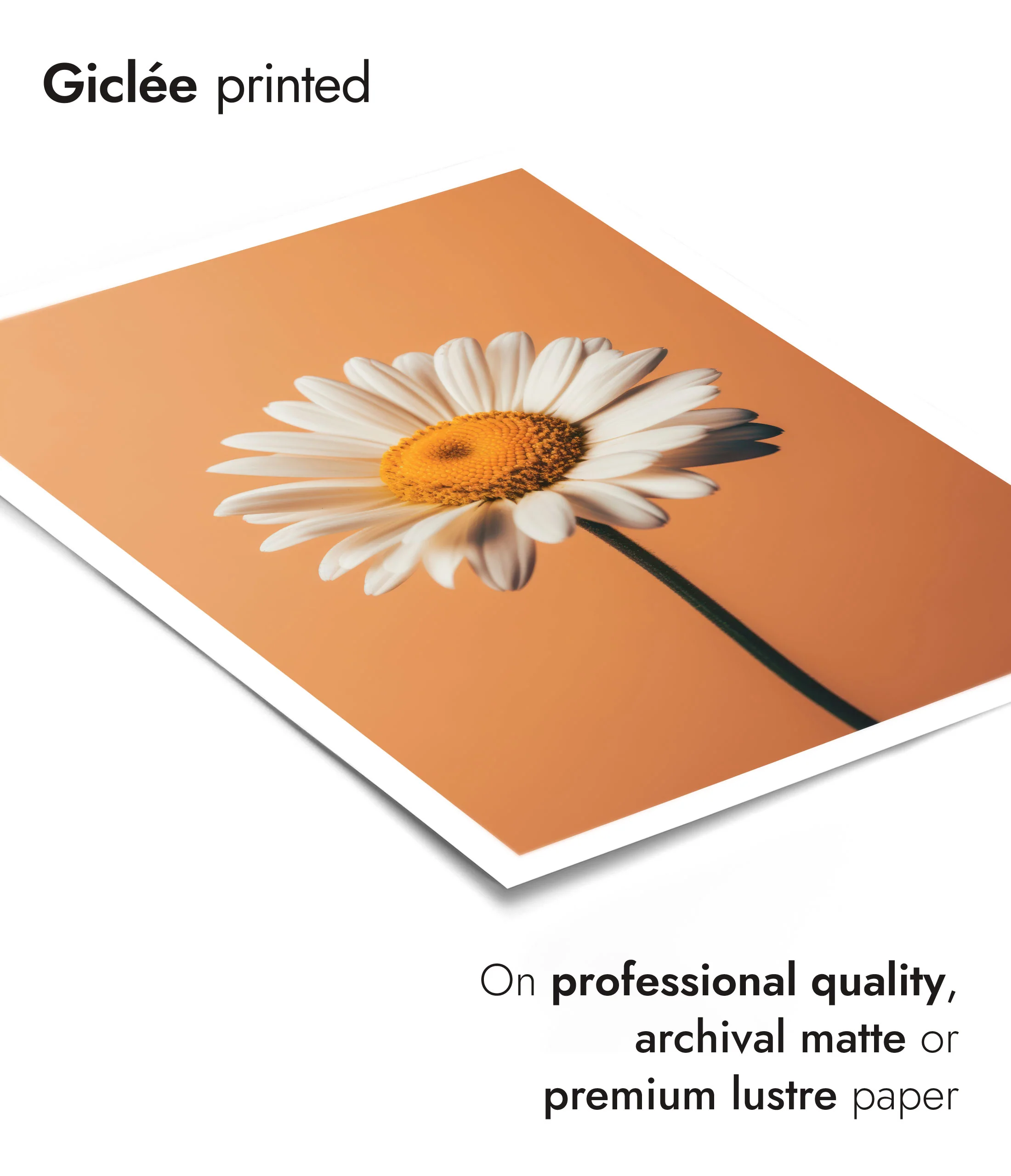 Daisy - Image 6