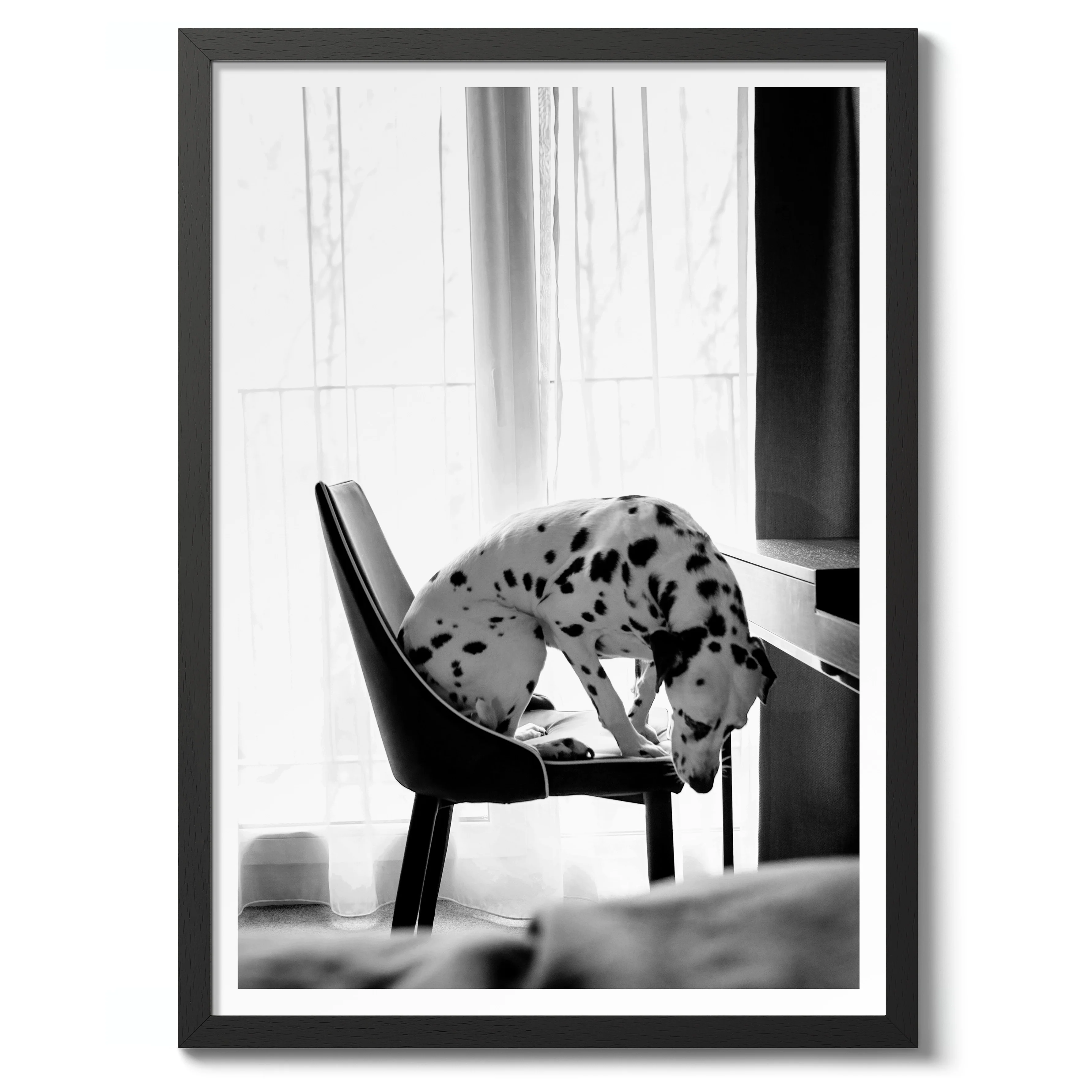 Dalmatian - Image 2