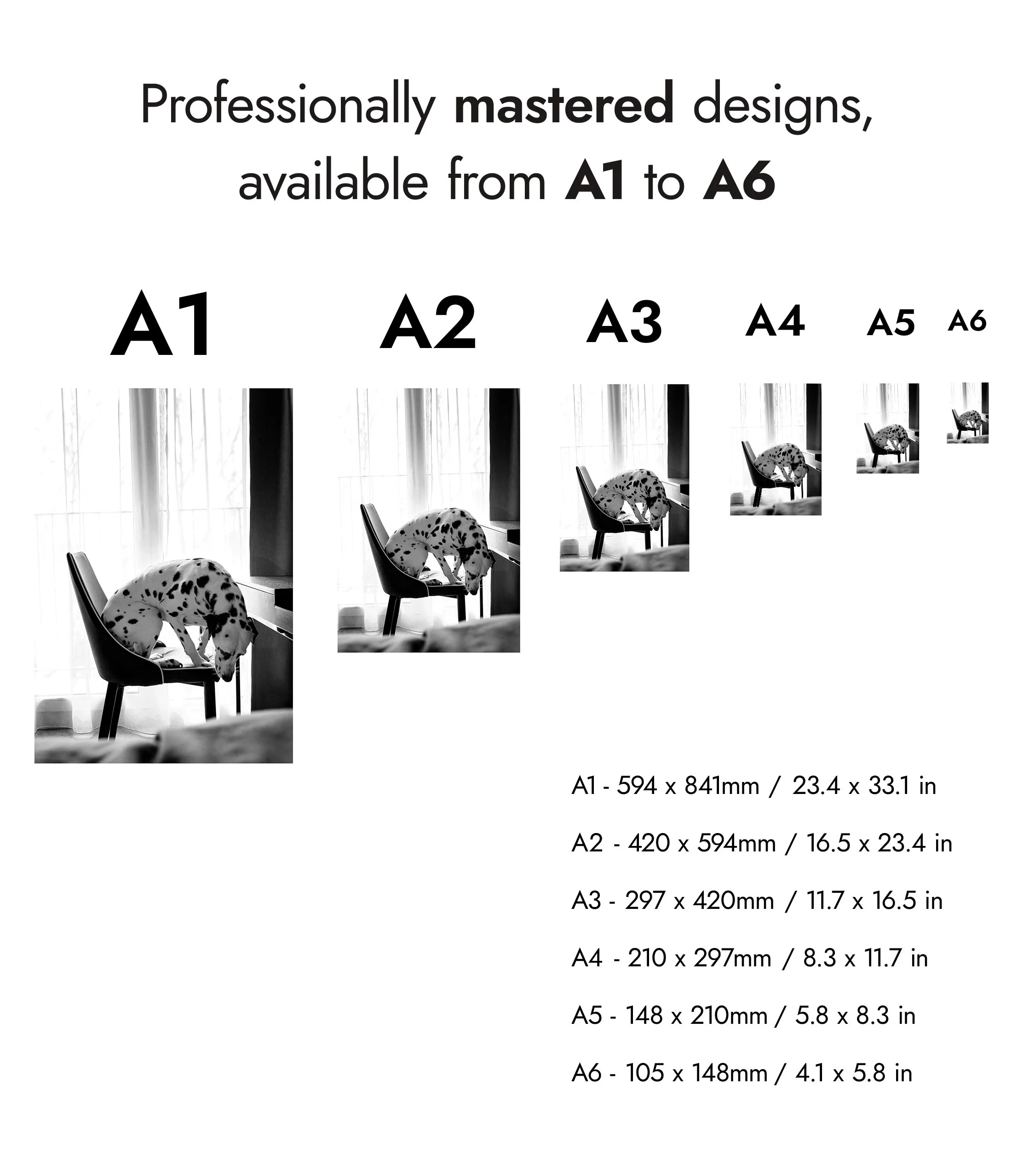 Dalmatian - Image 8