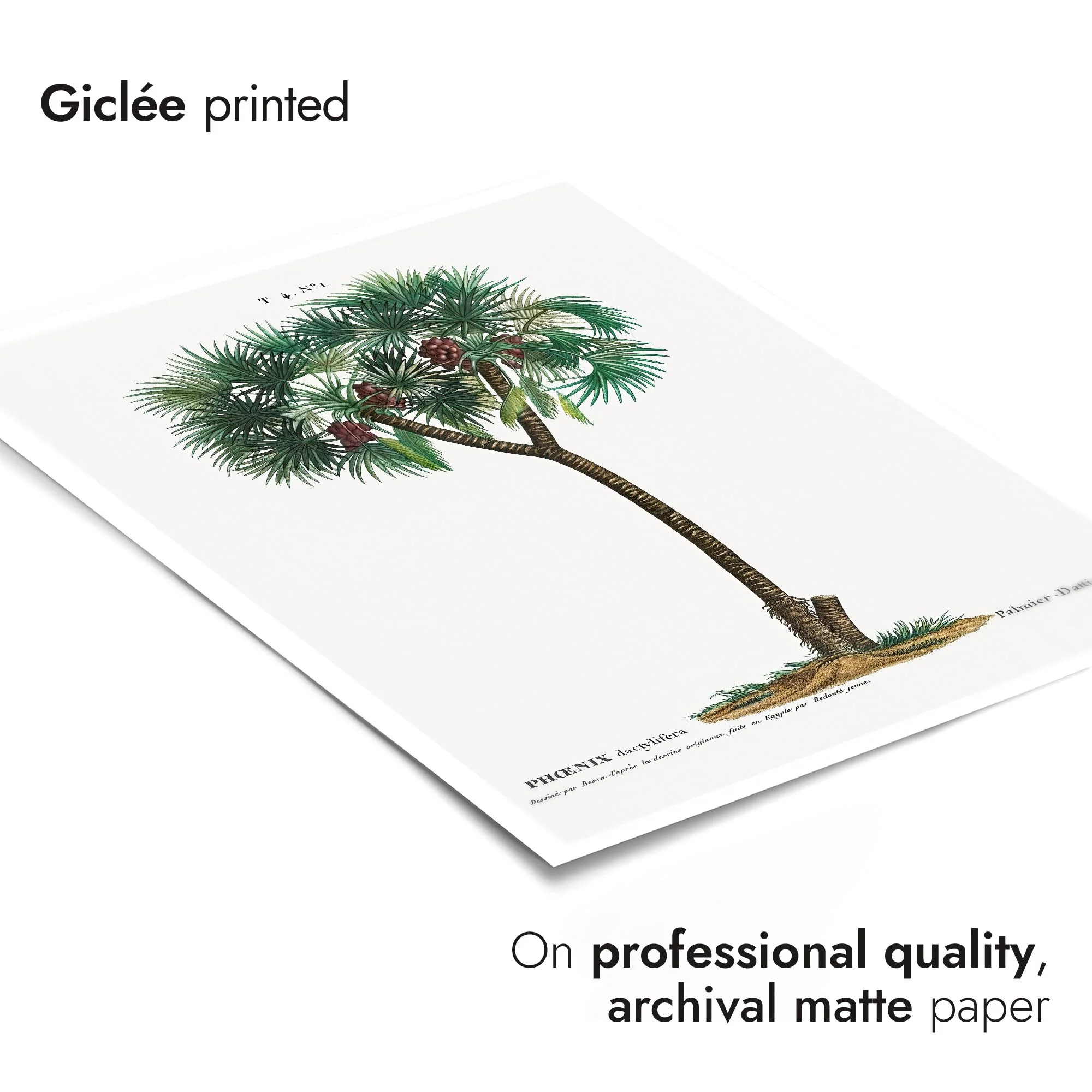 Date Palm - Image 6