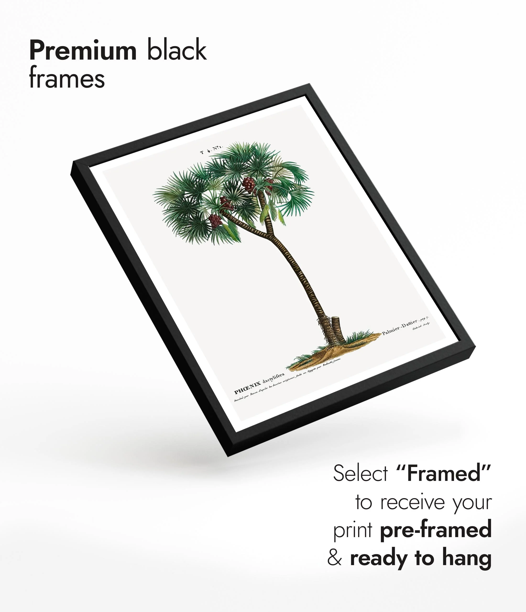 Date Palm - Image 7